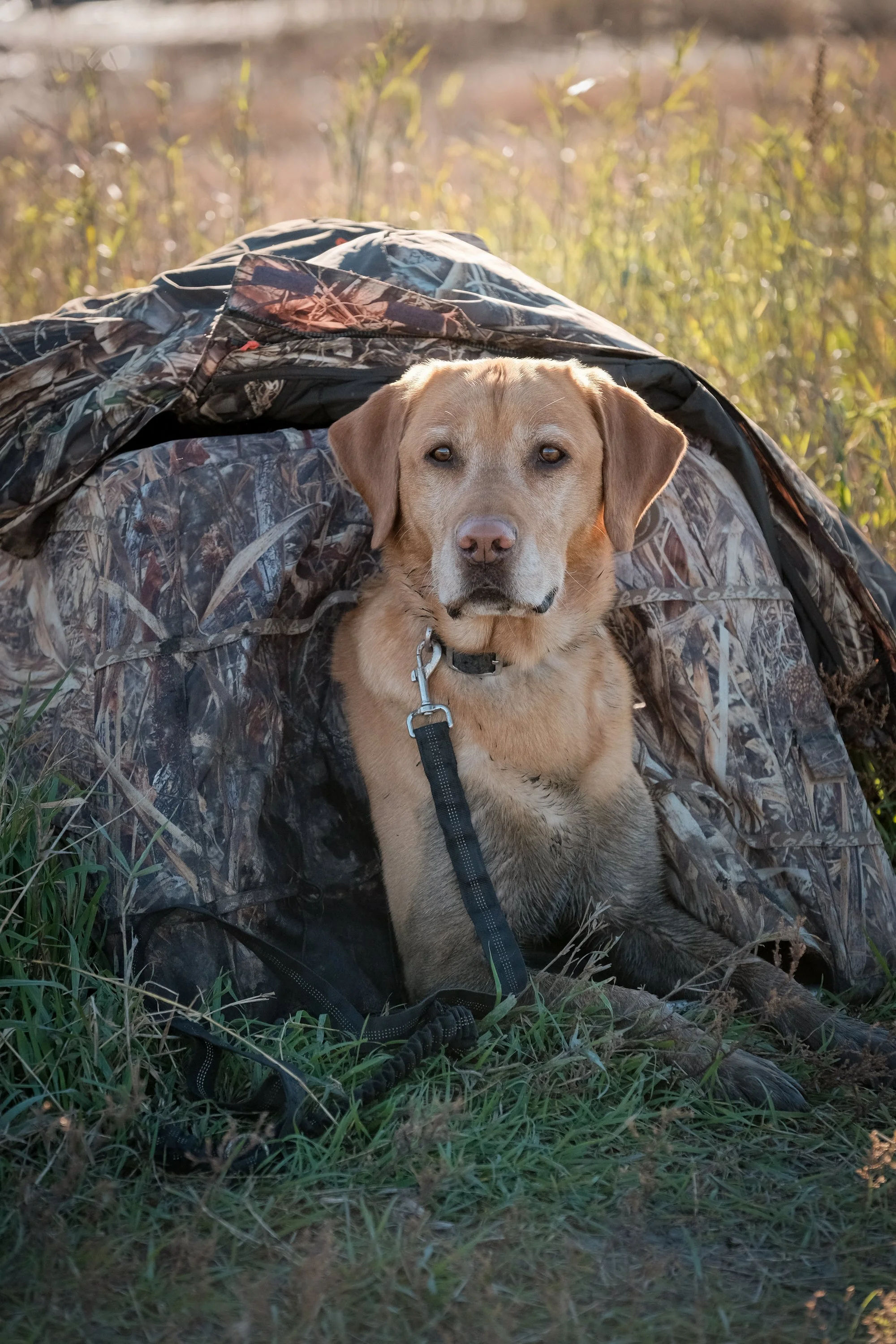 DOGW5580.jpg