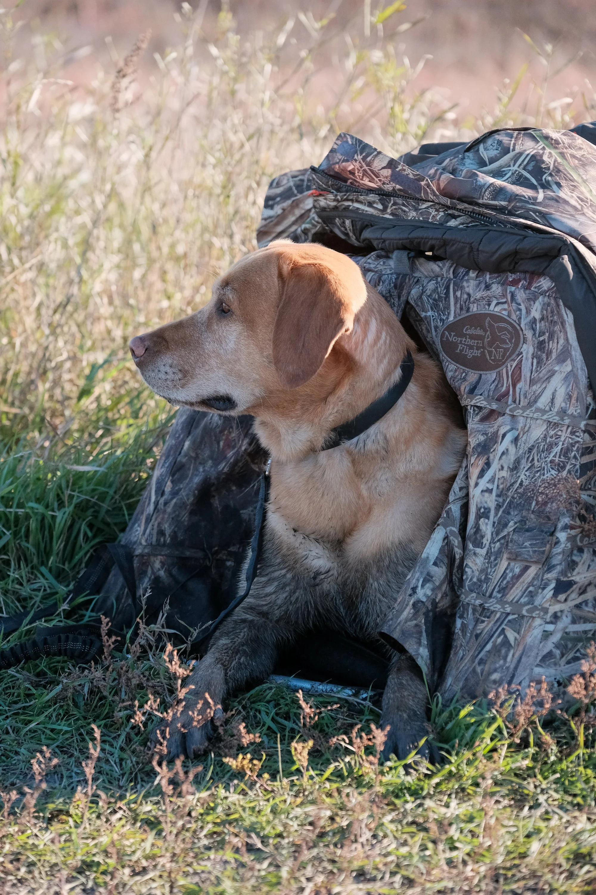 DOGW5570.jpg