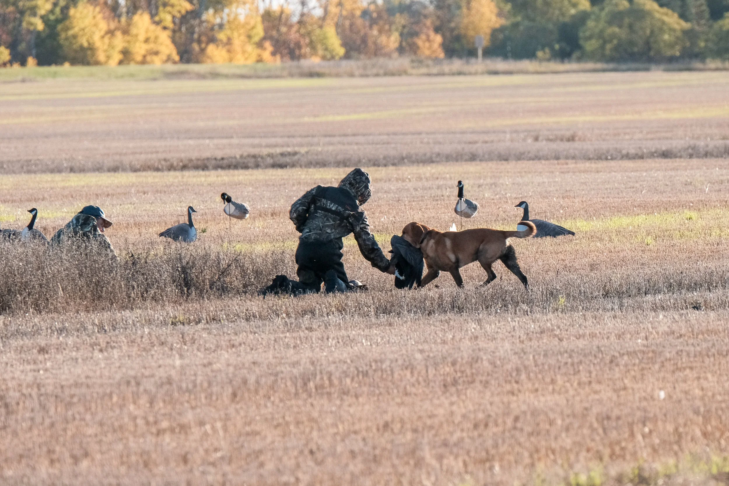 DOGW5325.jpg