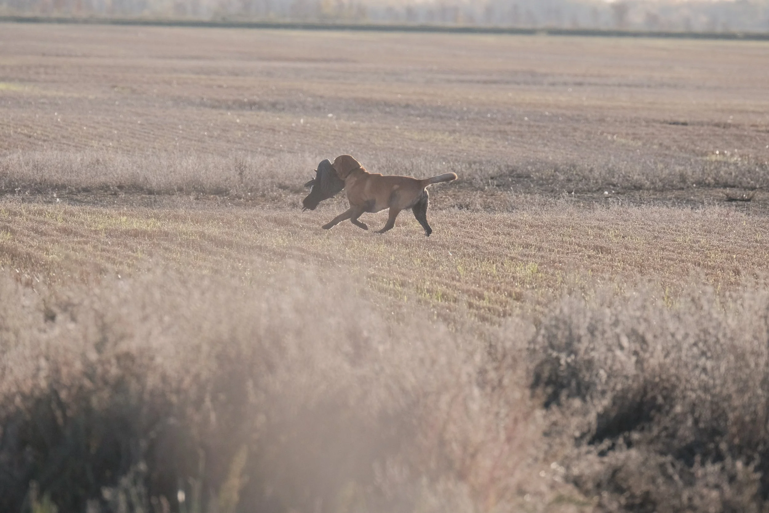 DOGW5312.jpg