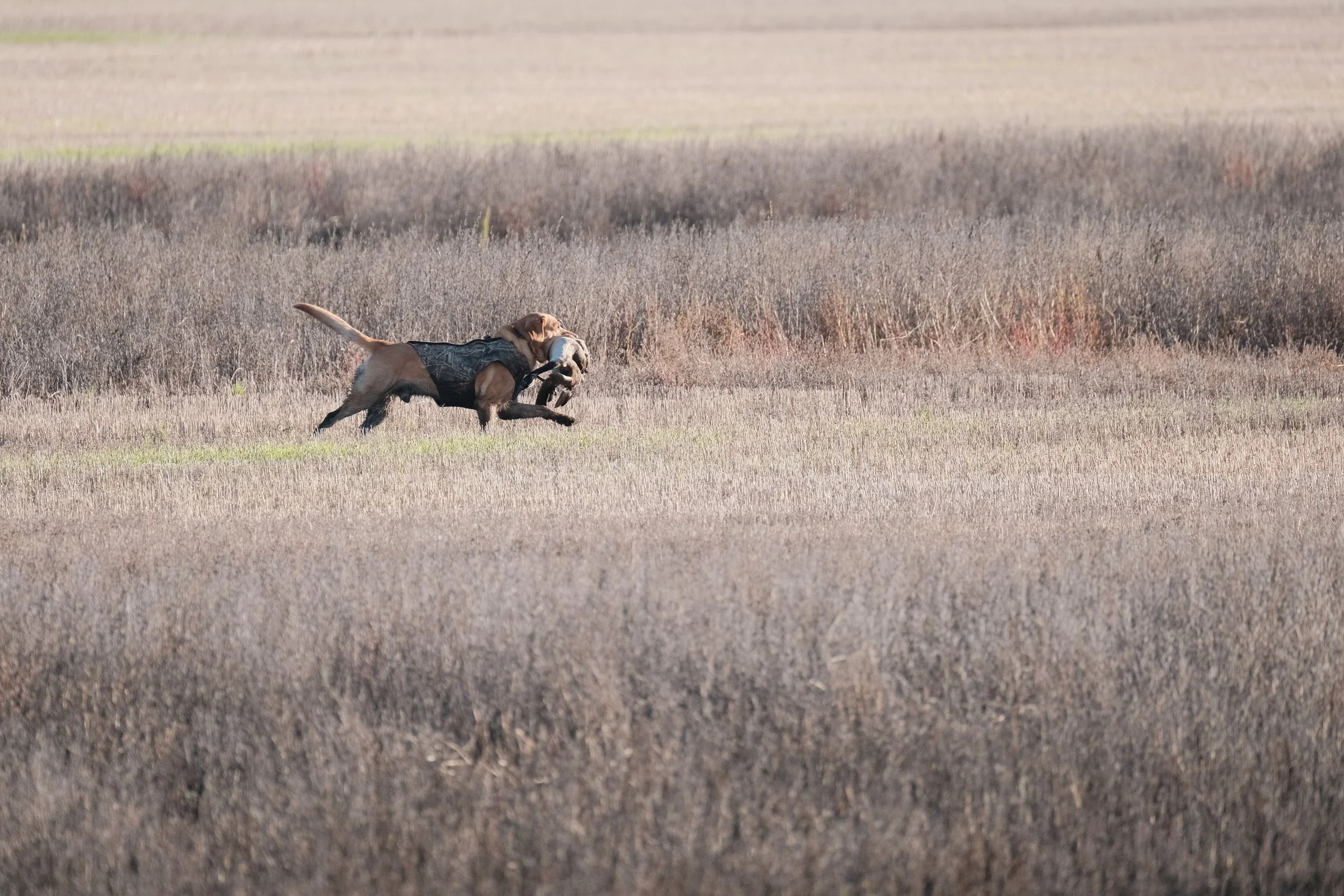 DOGW5260.jpg
