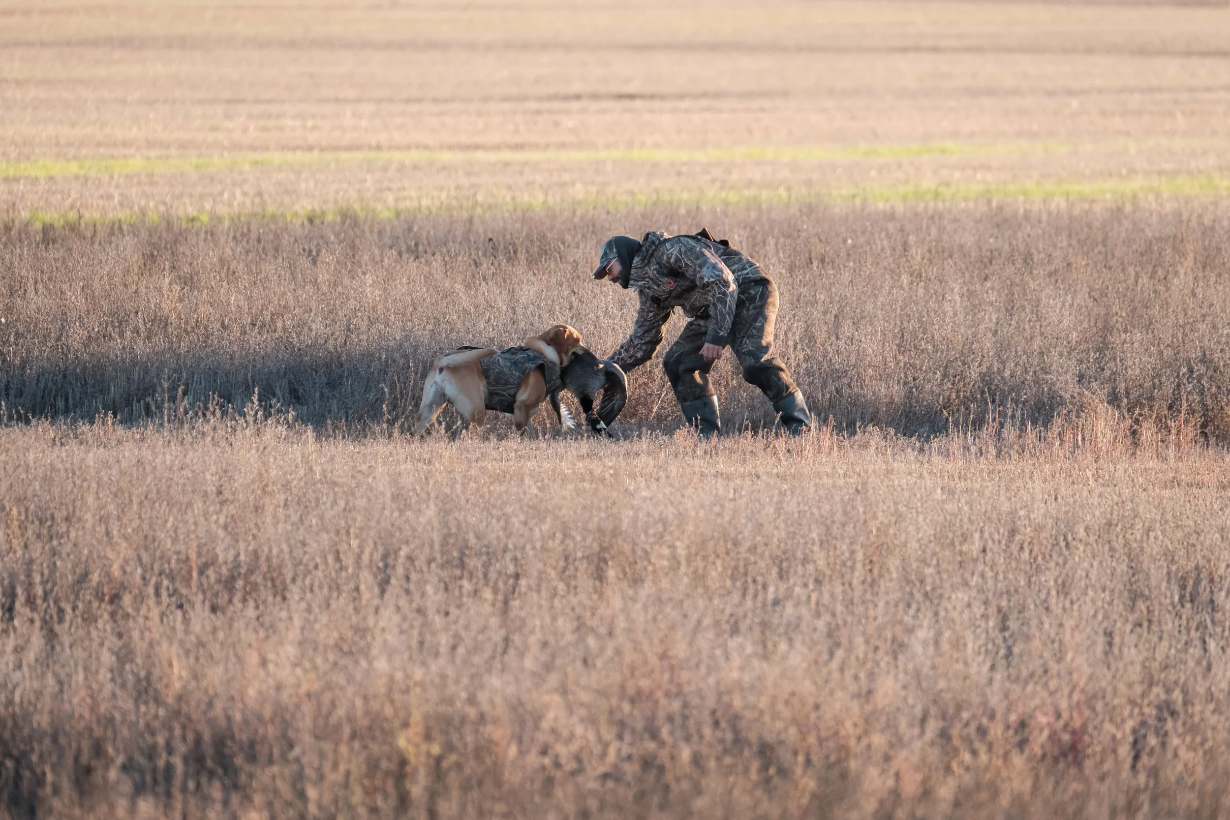 DOGW5170.jpg