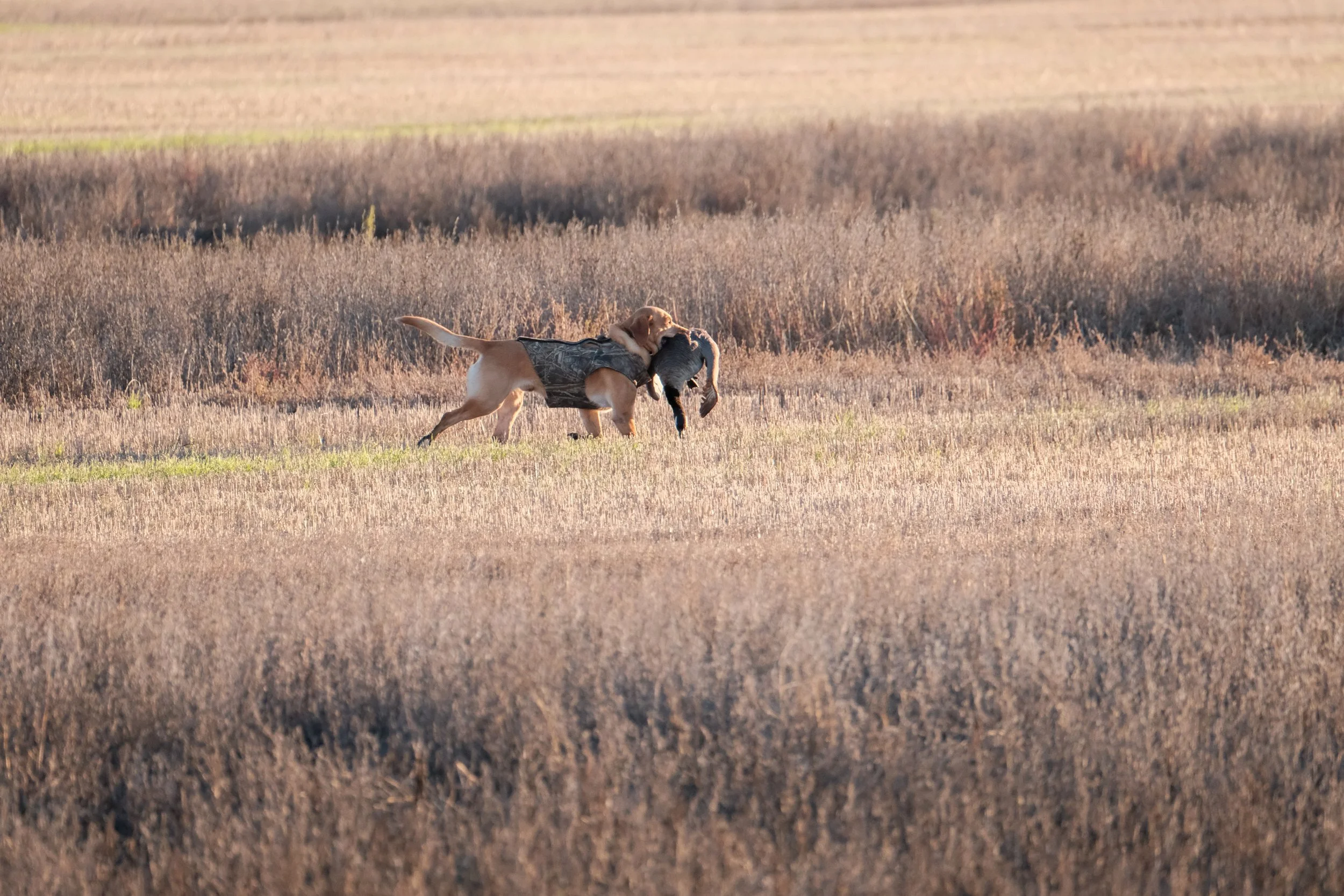 DOGW5160.jpg