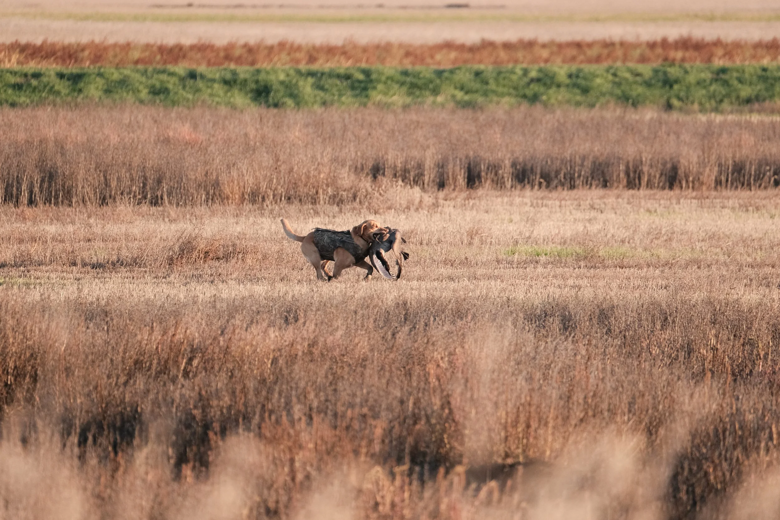 DOGW5115.jpg