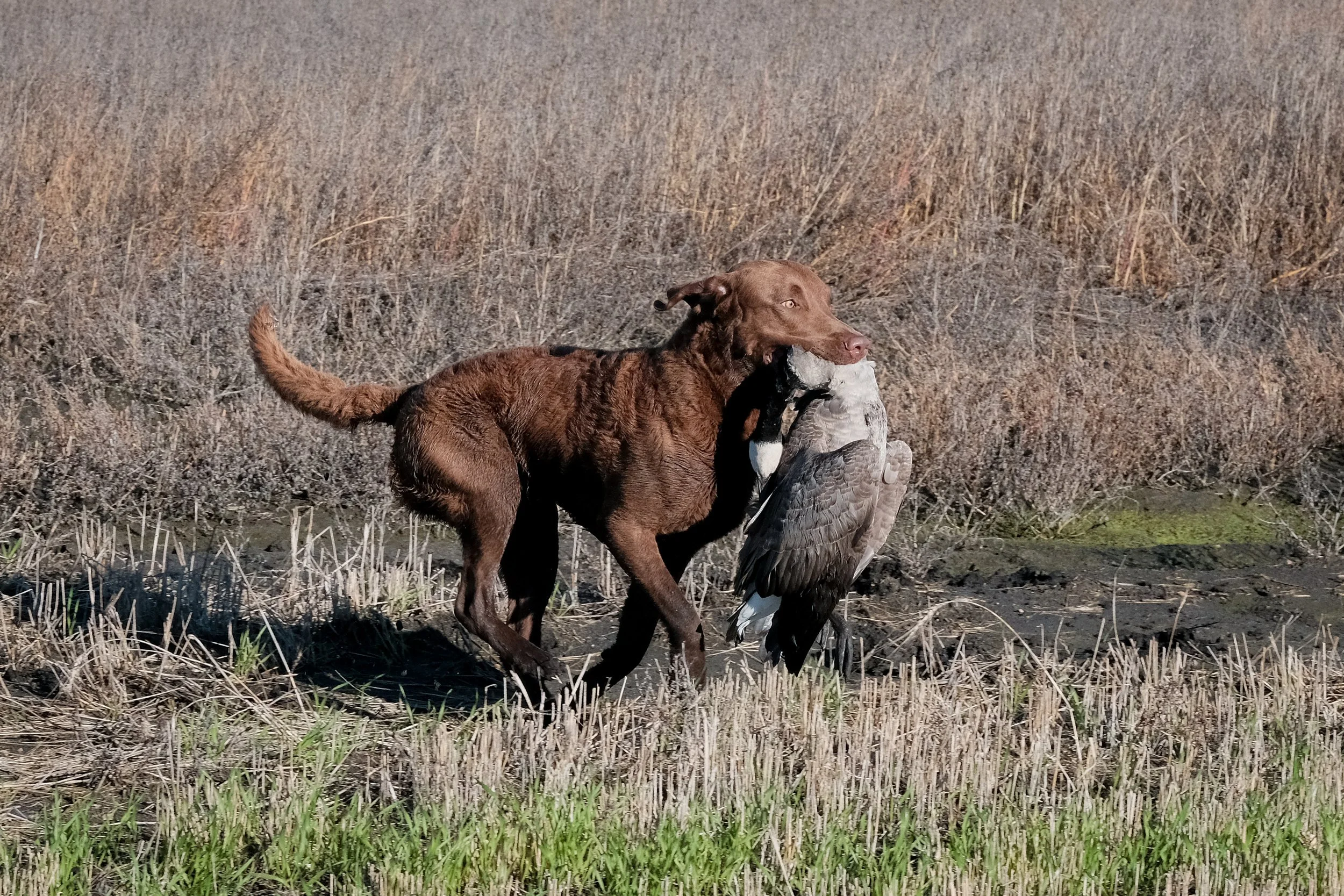 DOGW7177.jpg
