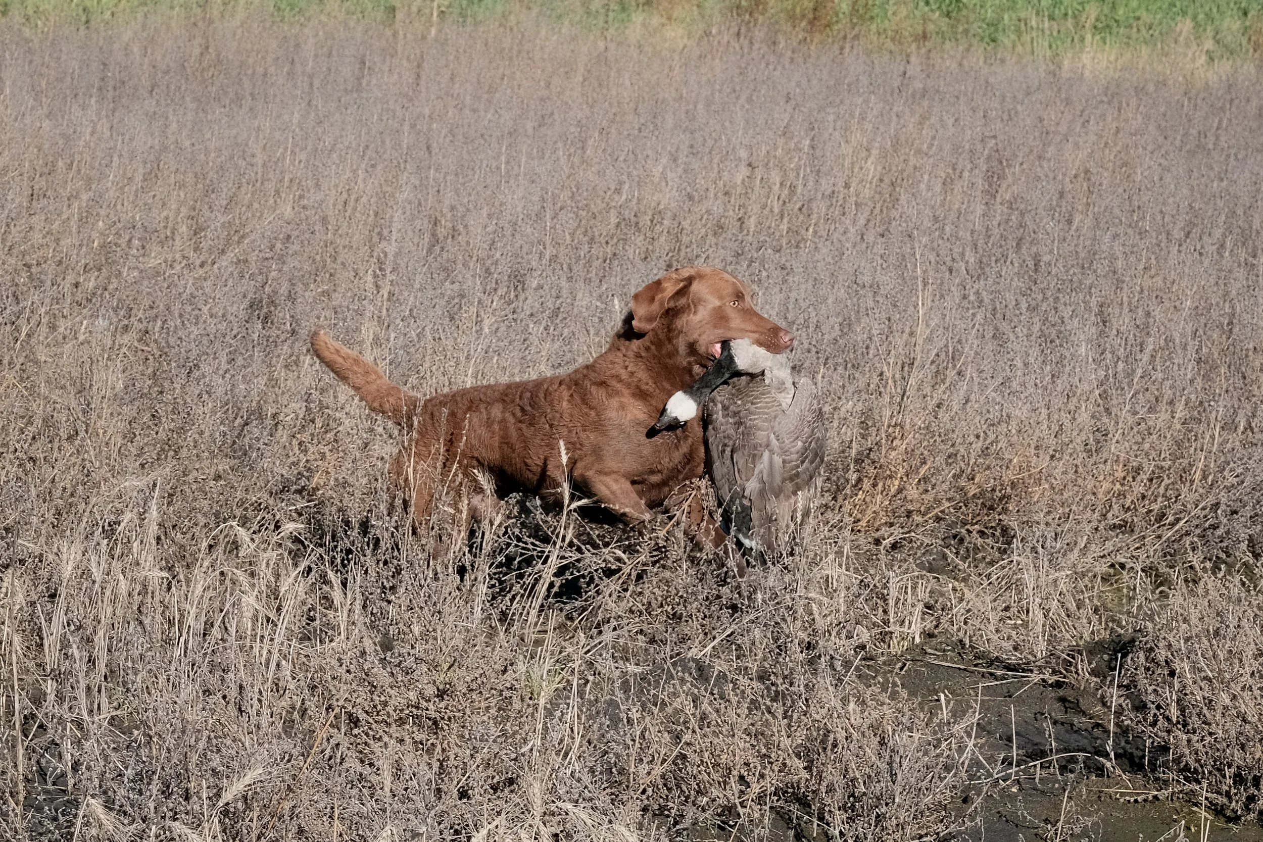 DOGW7170.jpg