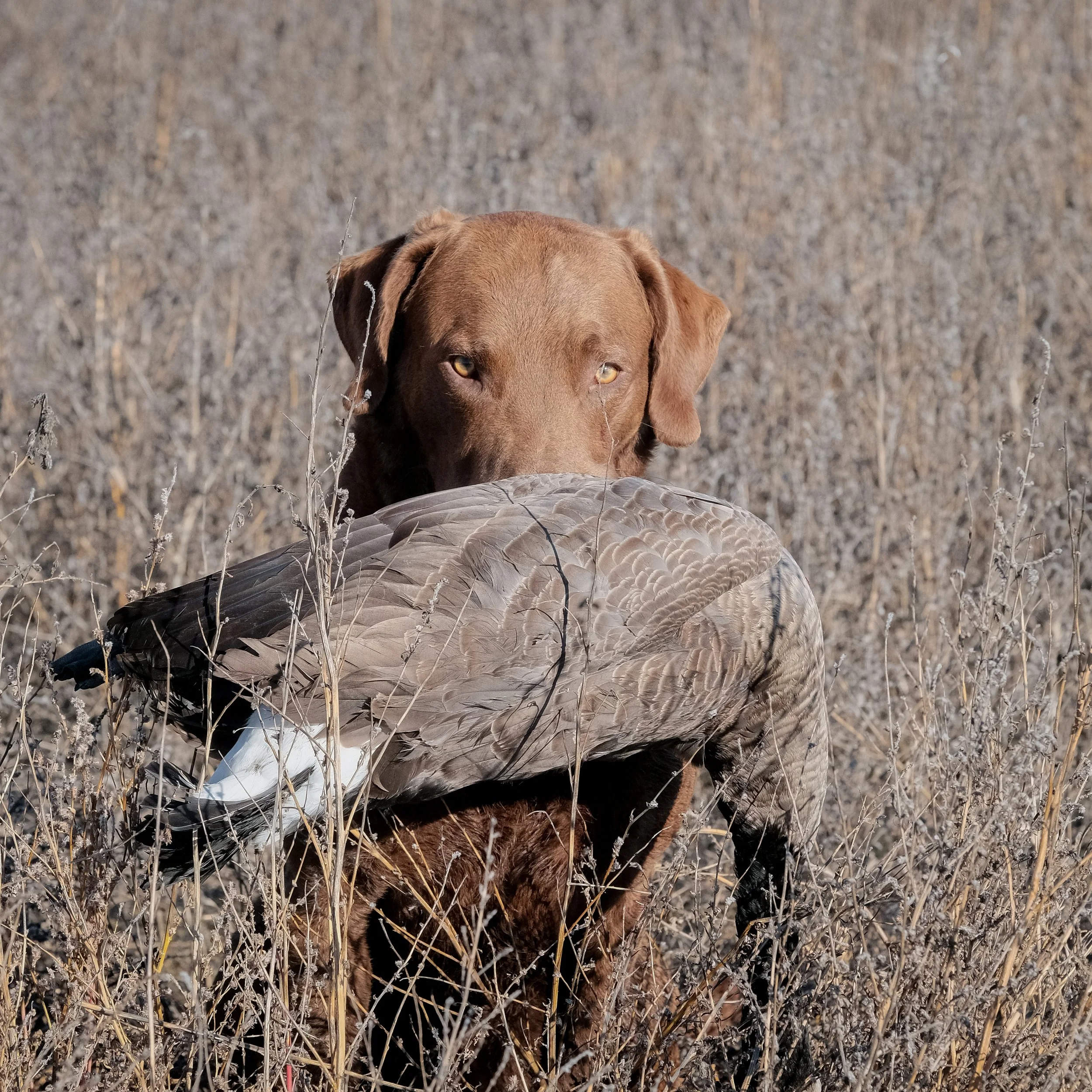 DOGW7146.jpg
