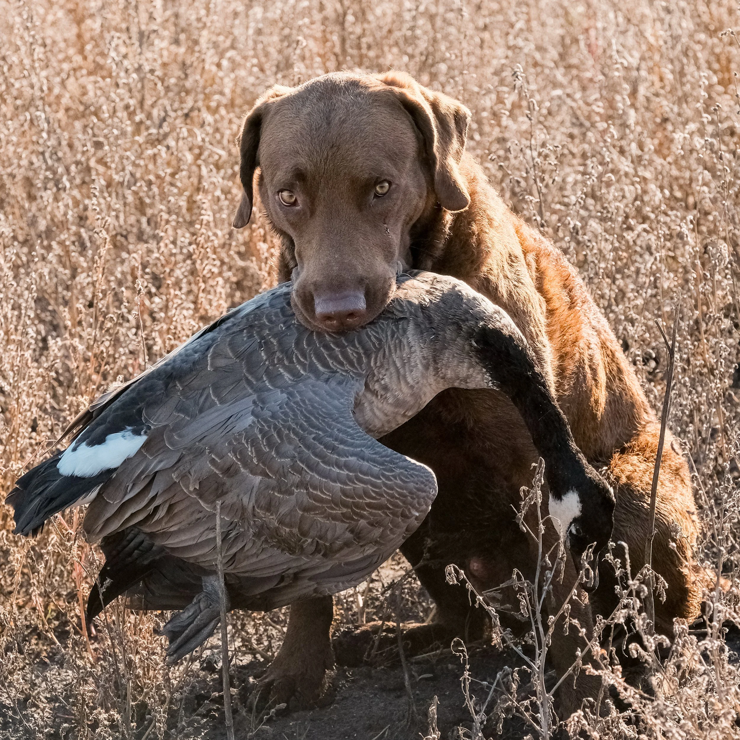 DOGW7128.jpg