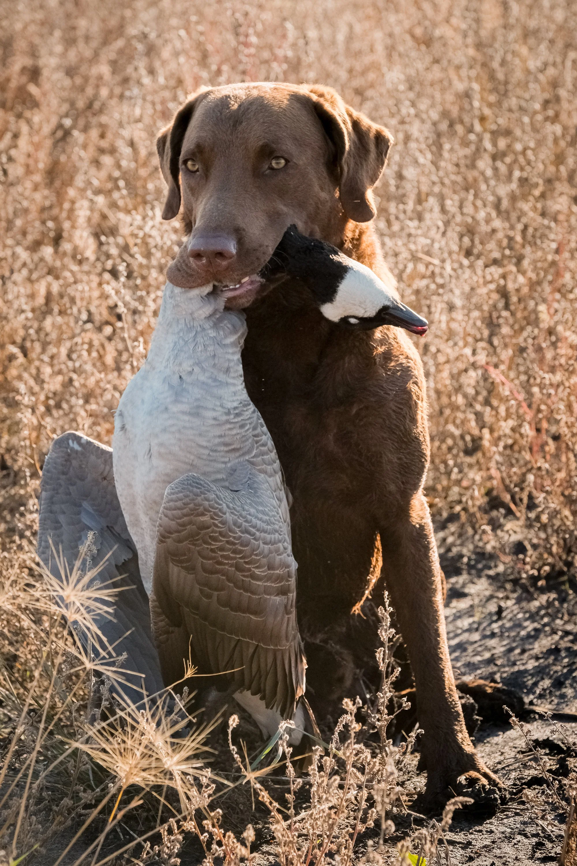 DOGW7114.jpg