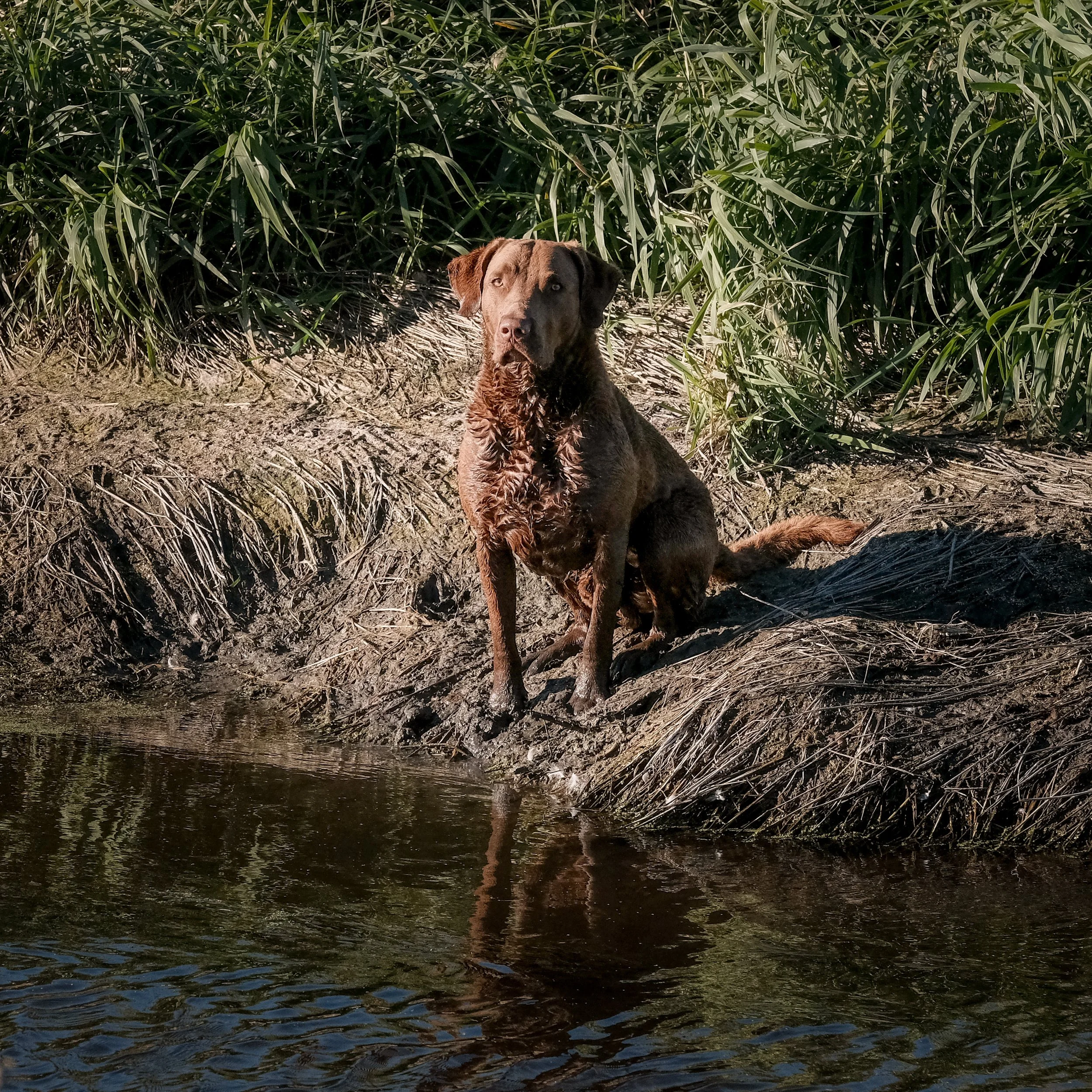 DOGW7006.jpg