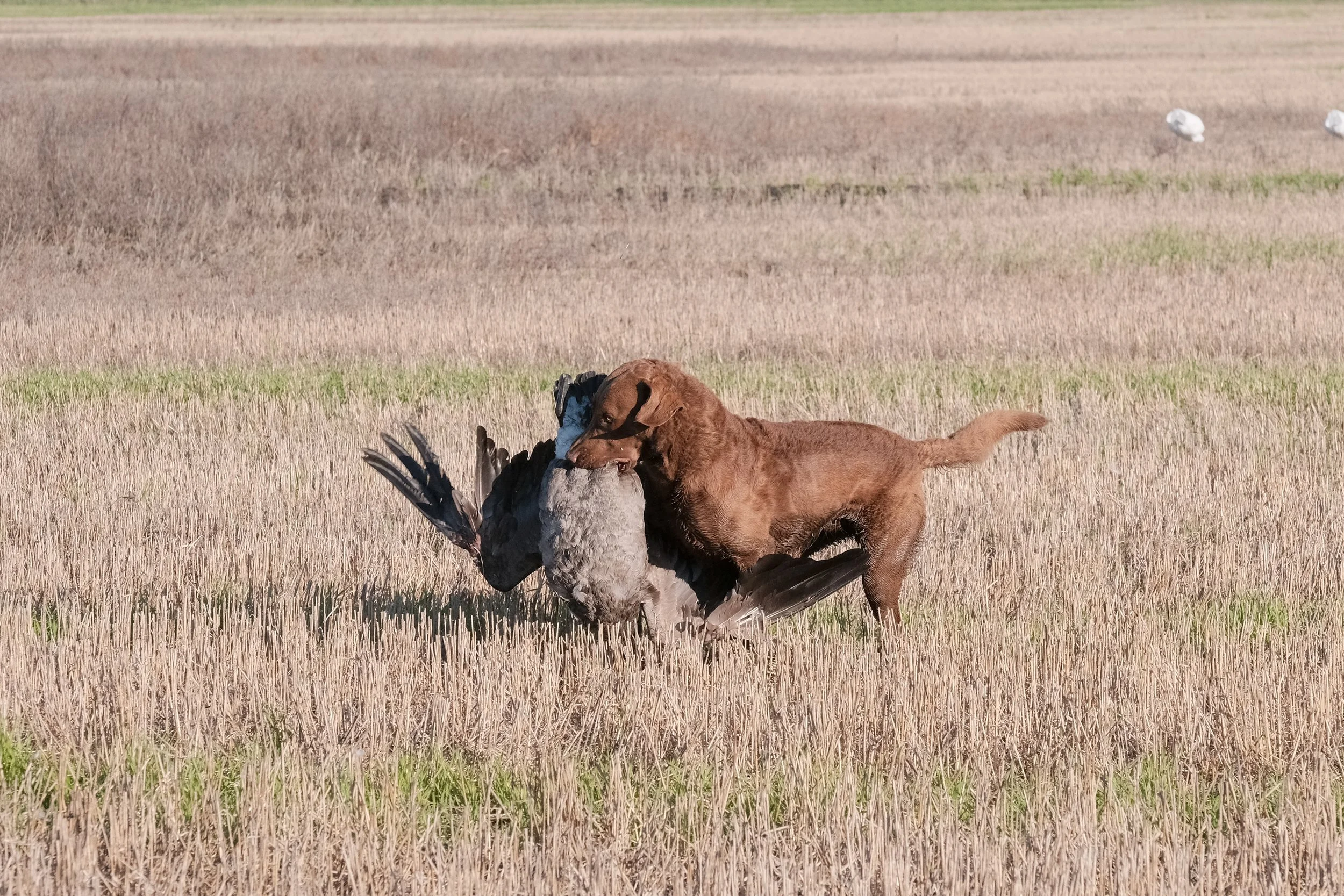 DOGW6985.jpg