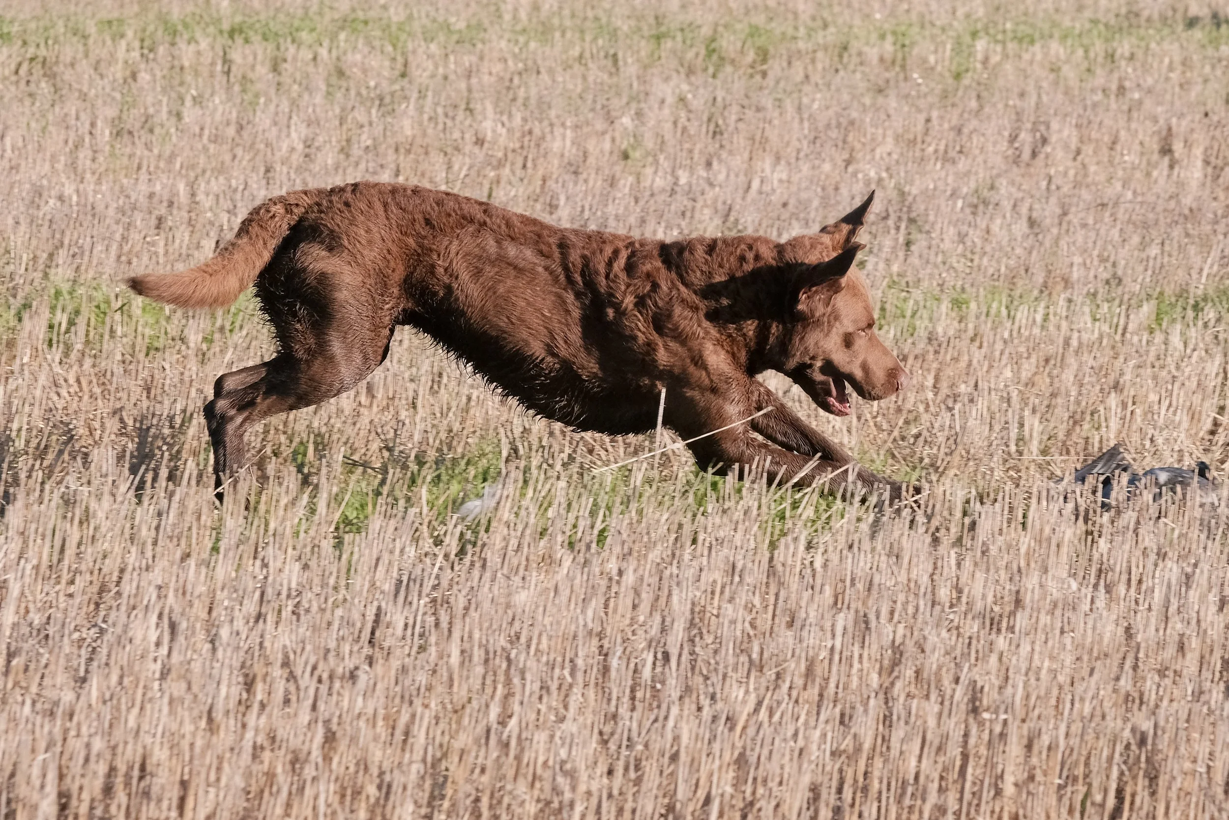 DOGW6960.jpg