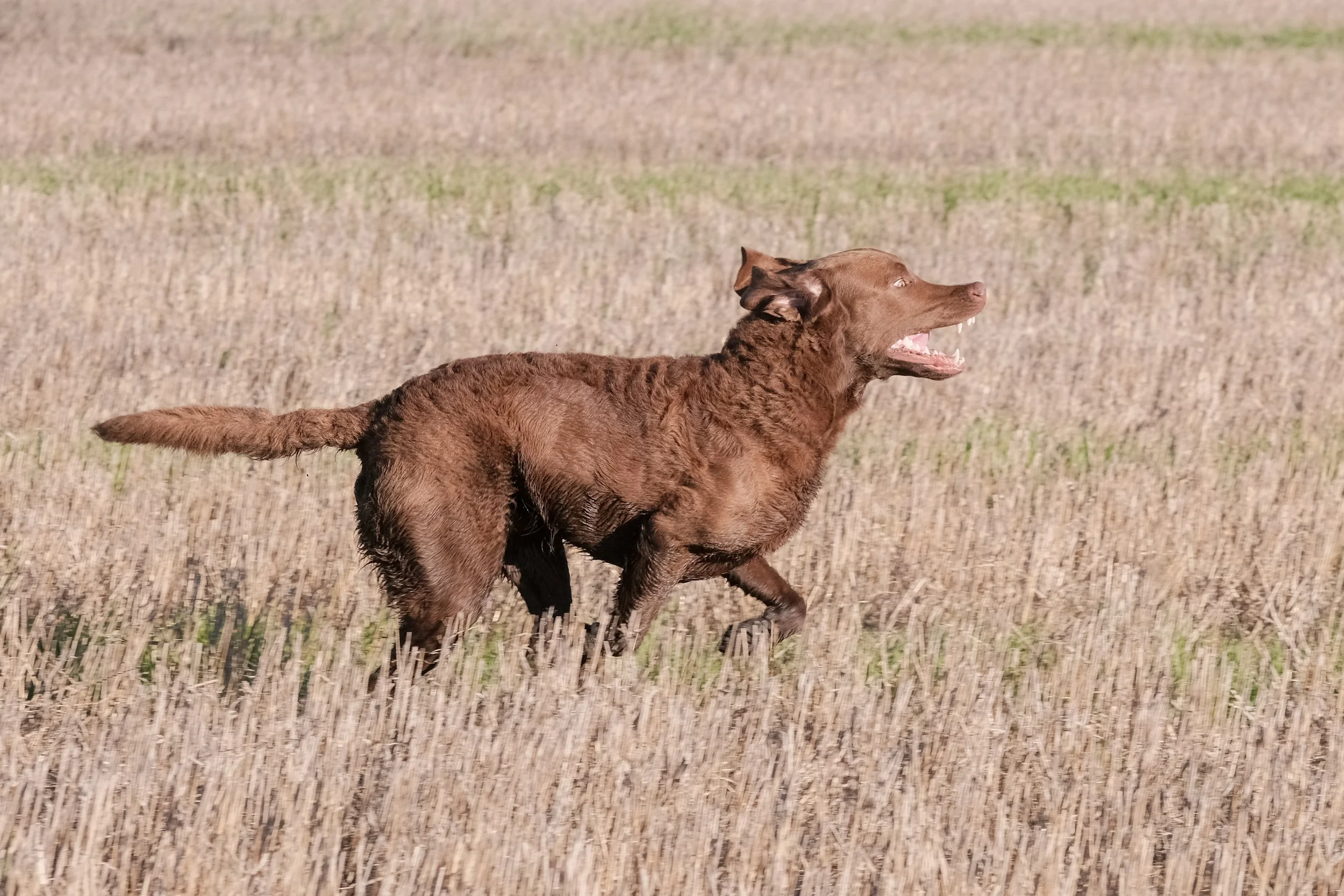 DOGW6899.jpg