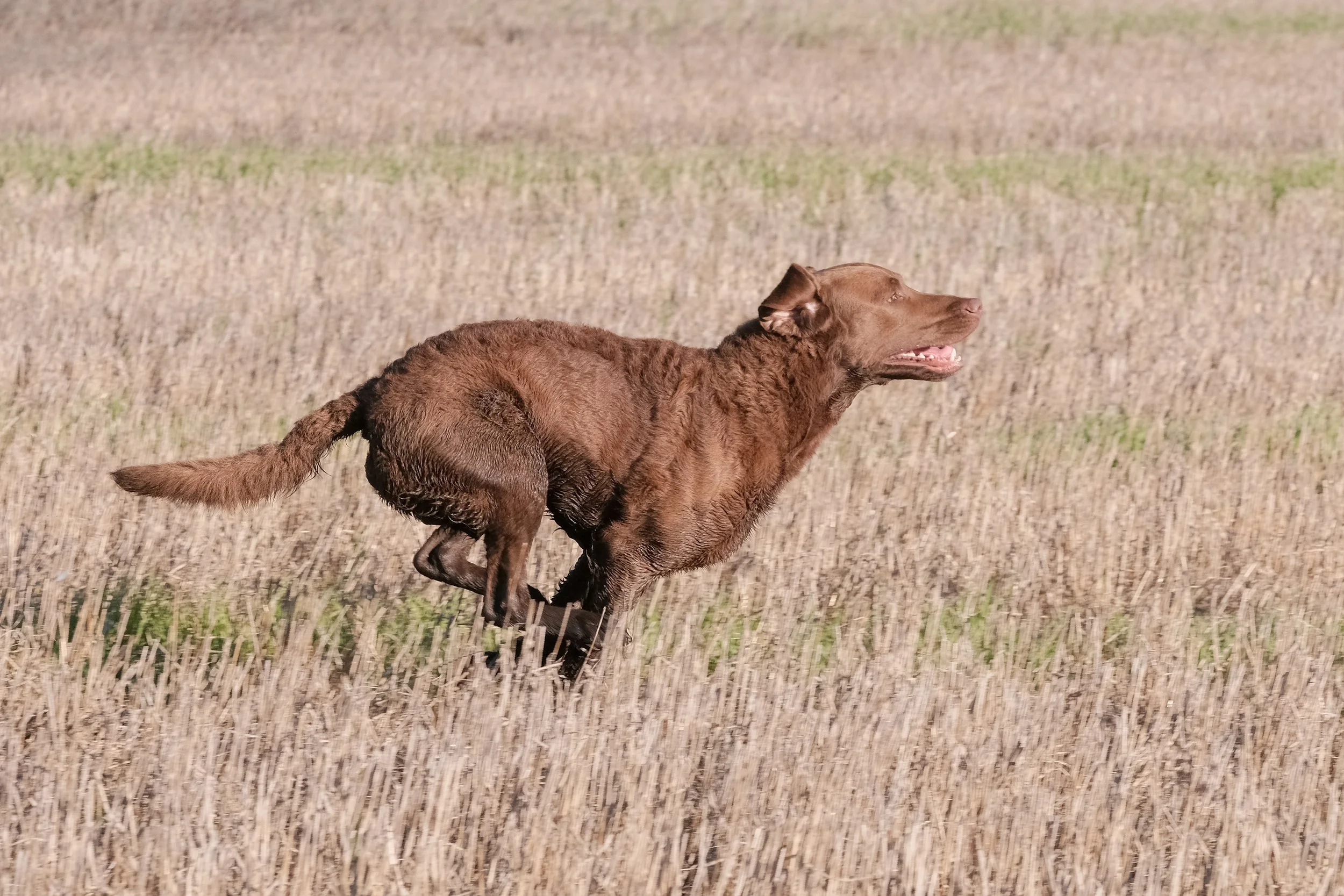 DOGW6898.jpg