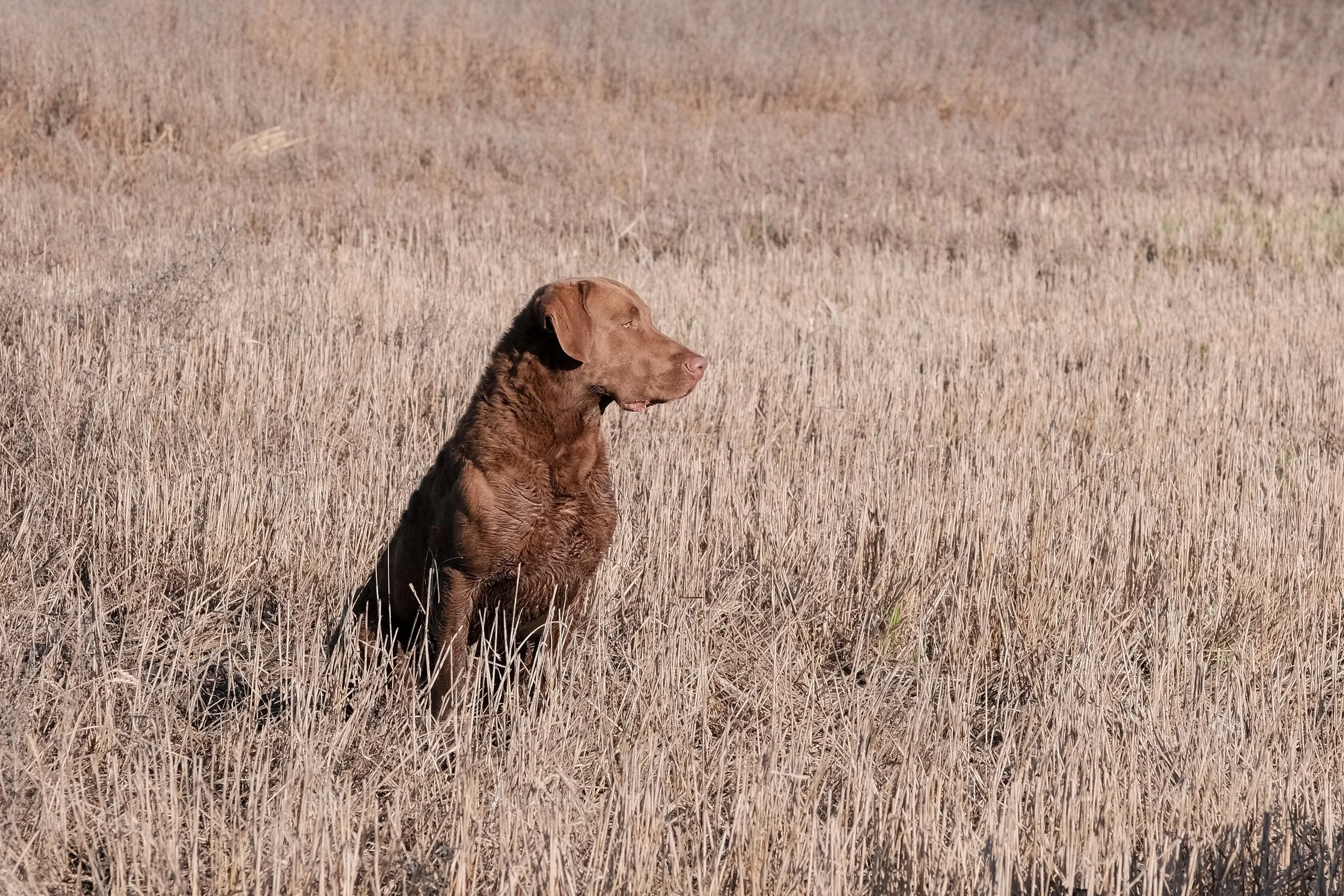 DOGW6896.jpg