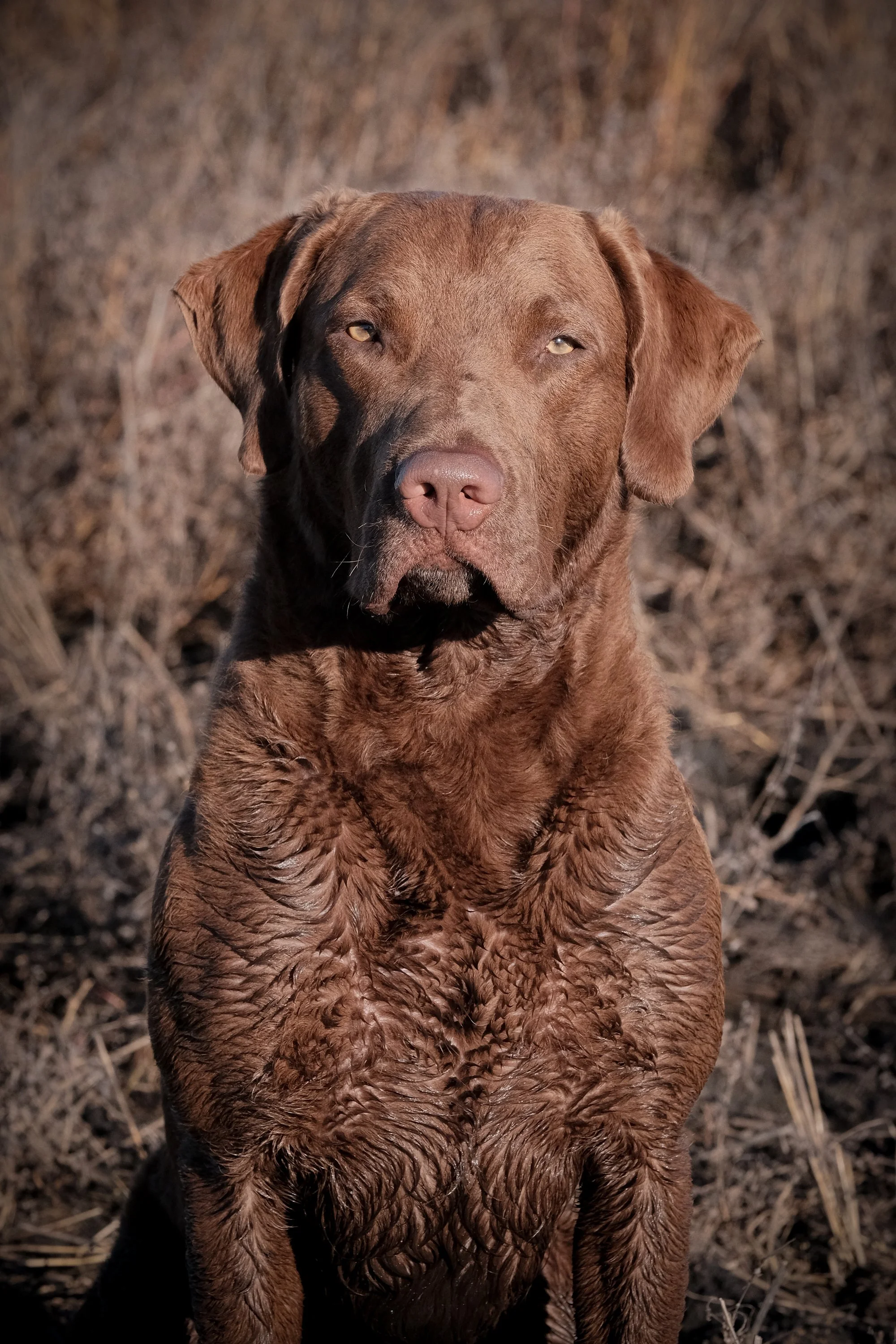 DOGW6870.jpg