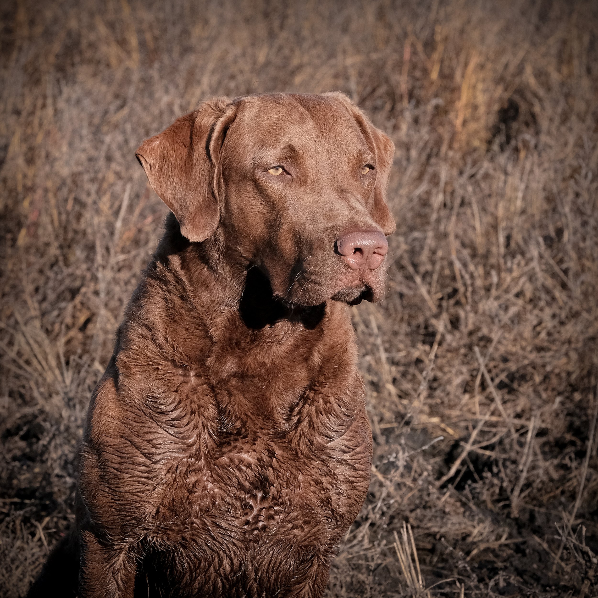 DOGW6821.jpg