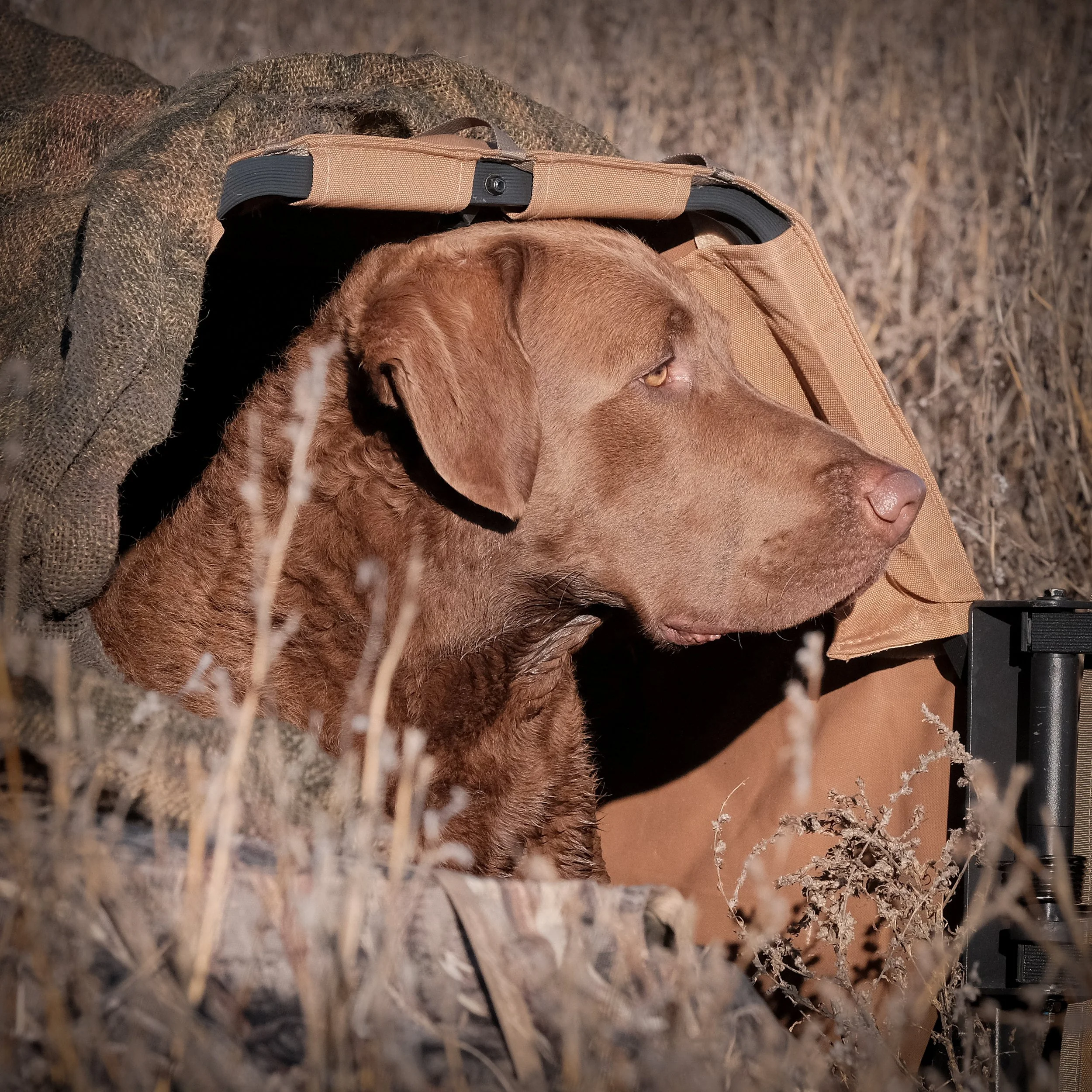 DOGW6815.jpg