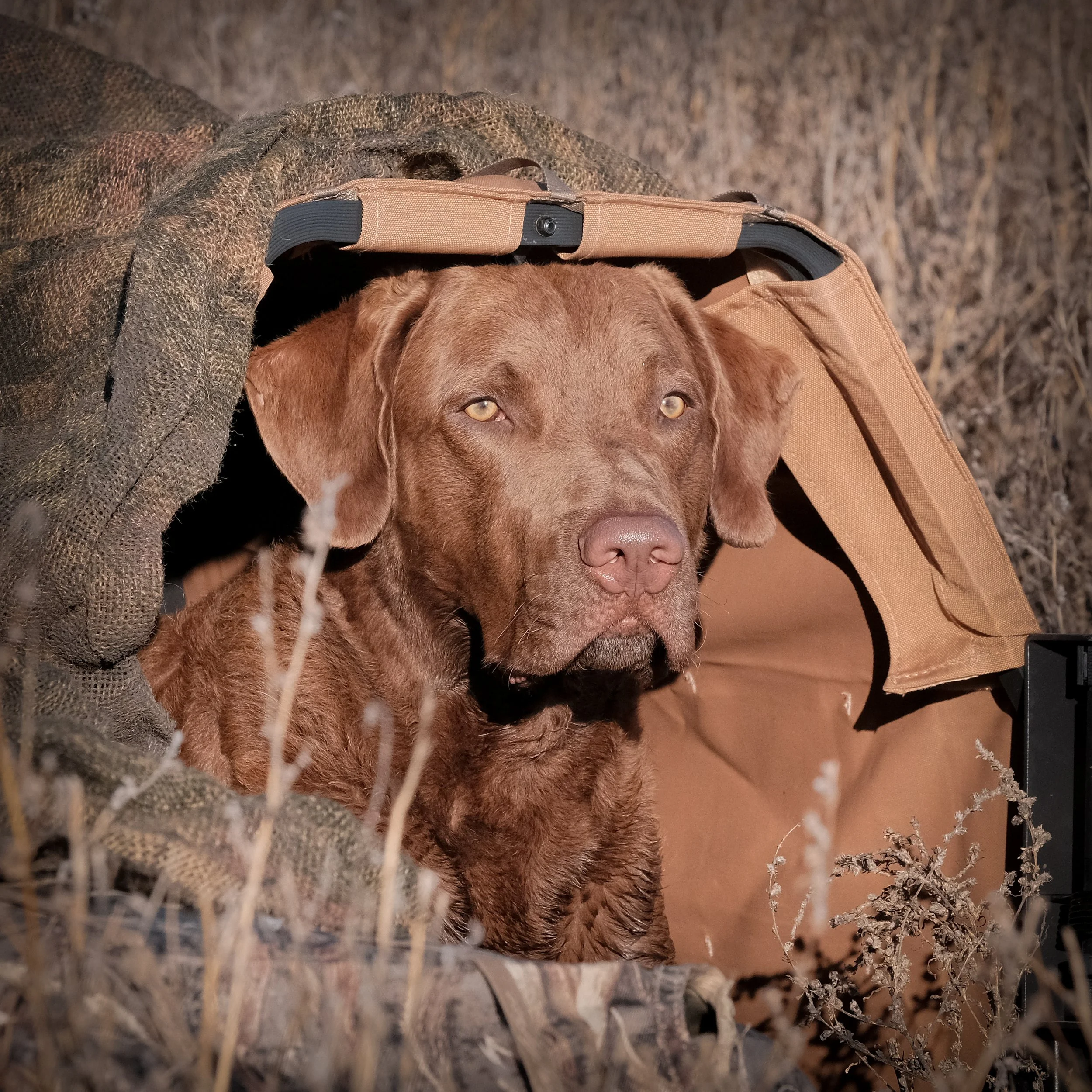 DOGW6806.jpg