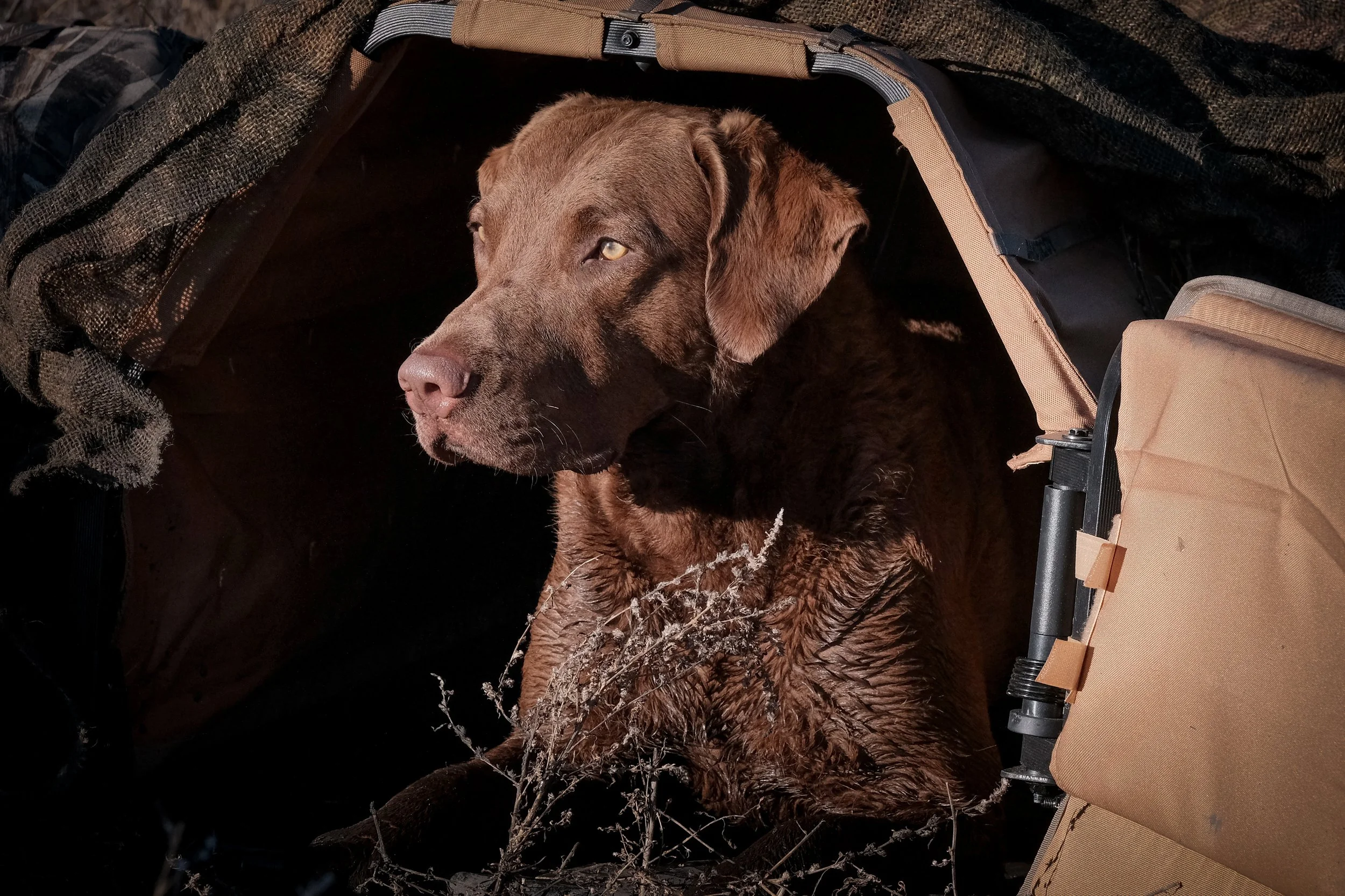 DOGW6781.jpg