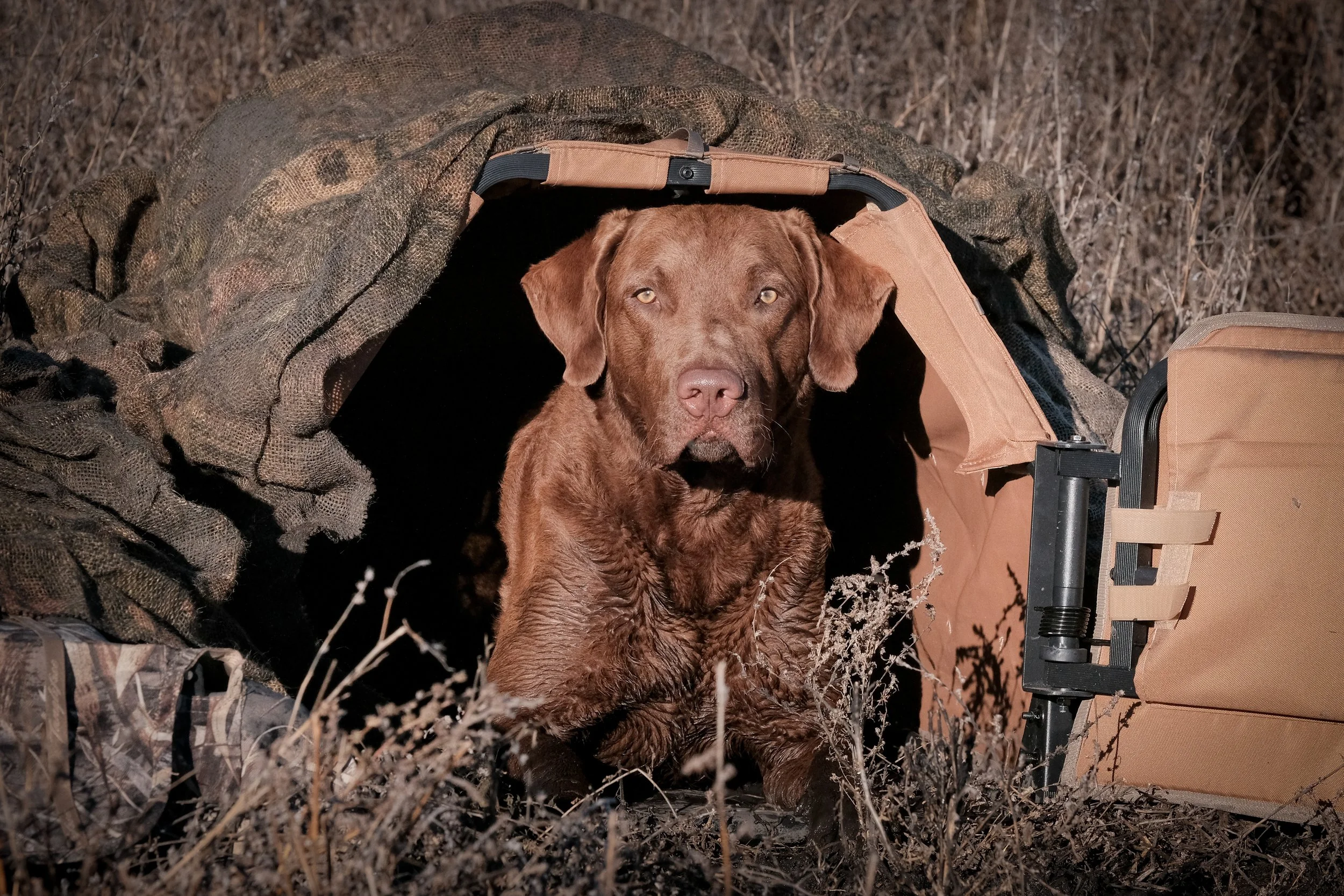 DOGW6768.jpg