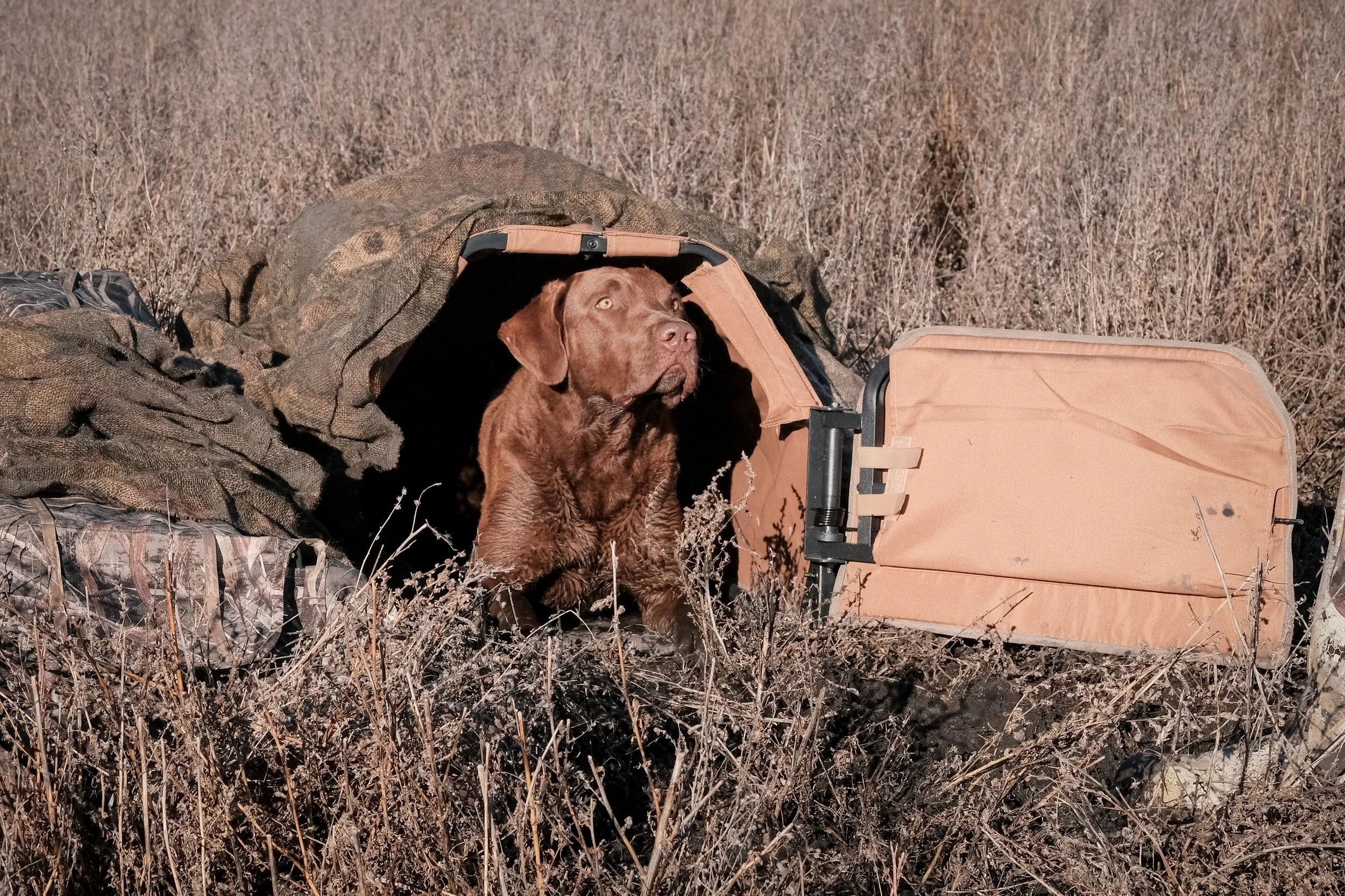 DOGW6749.jpg