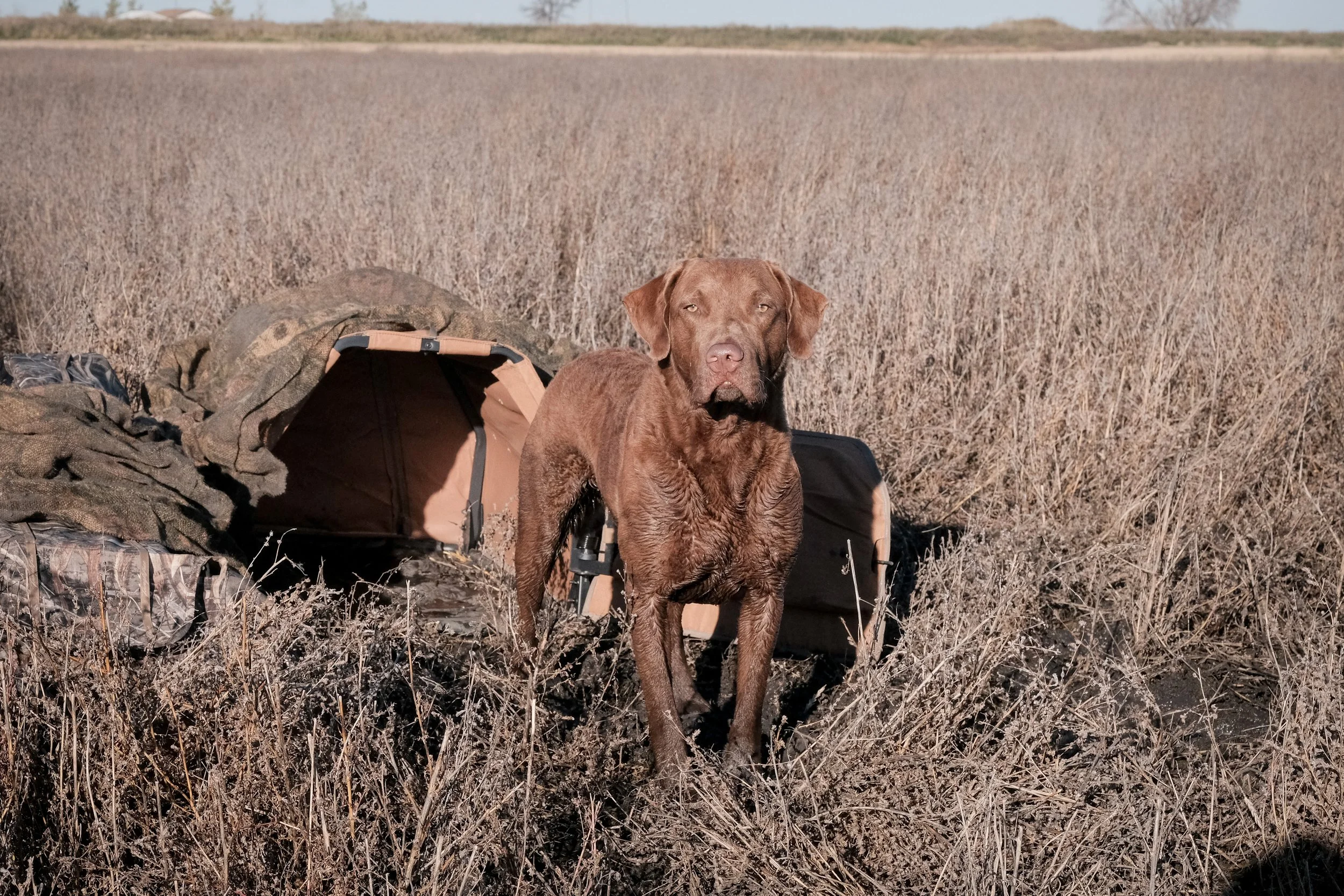 DOGW6740.jpg