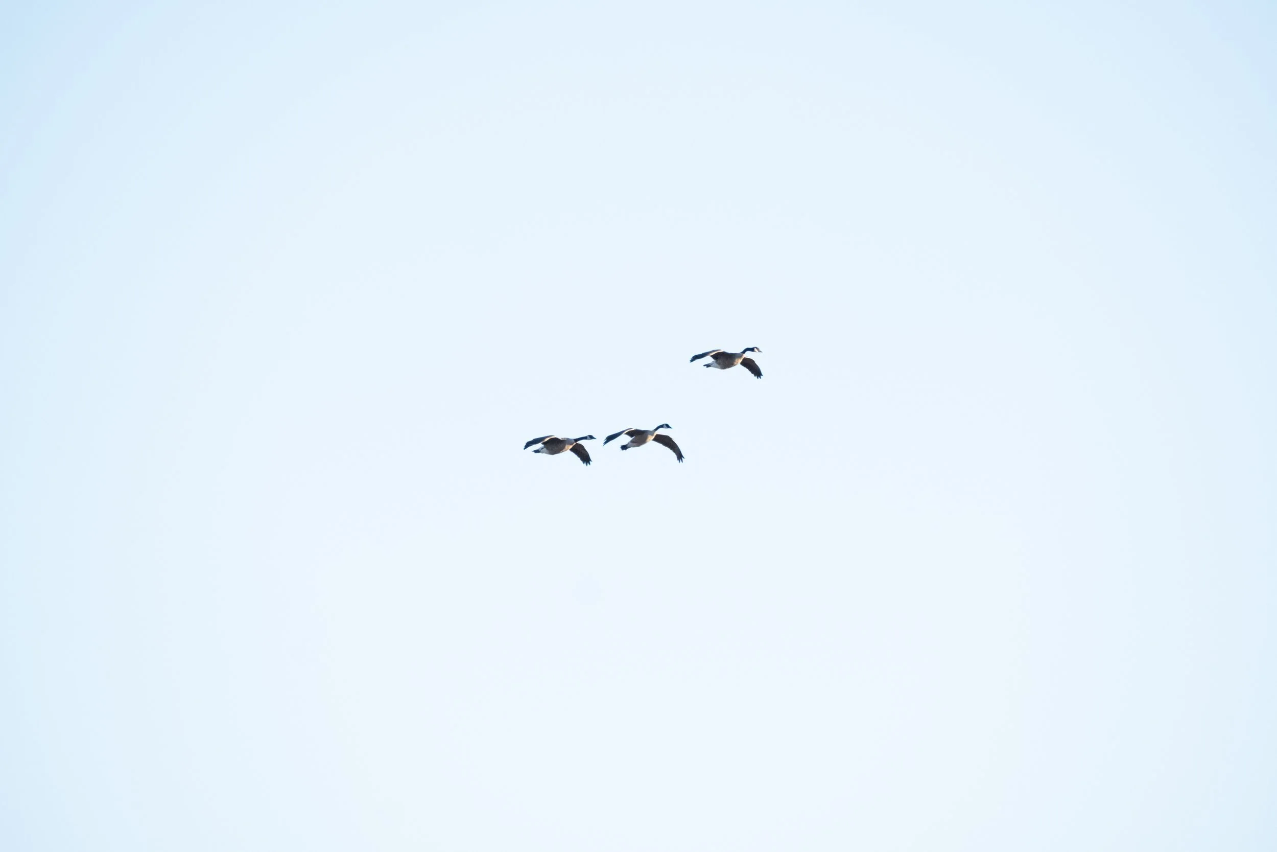DSCF7052.jpg