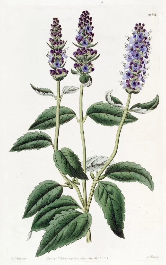 loph anisatus.jpg