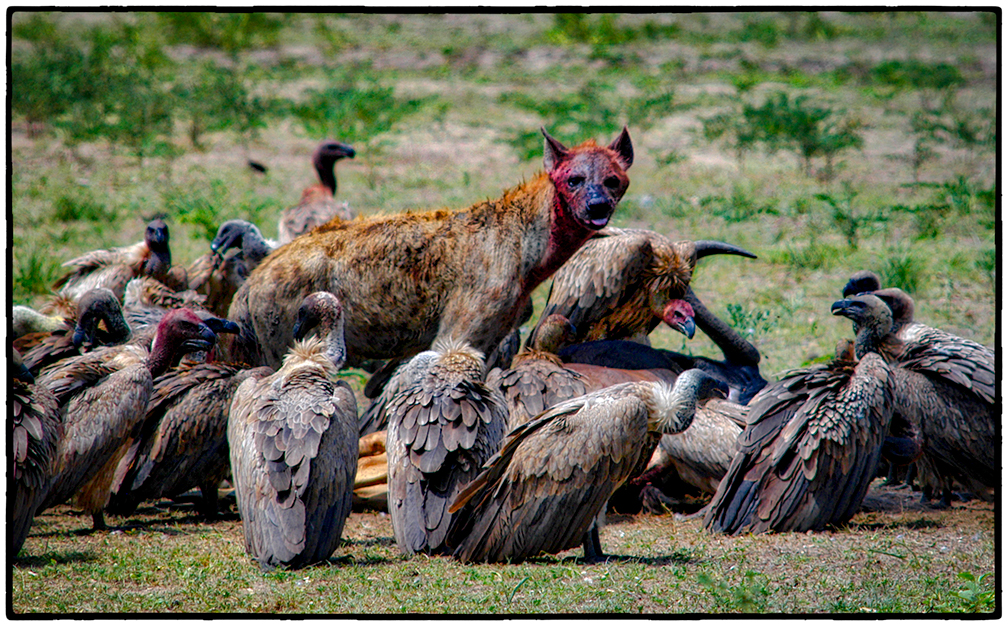 Hyena and Vultures, Selous Game Park, Tanzania 
