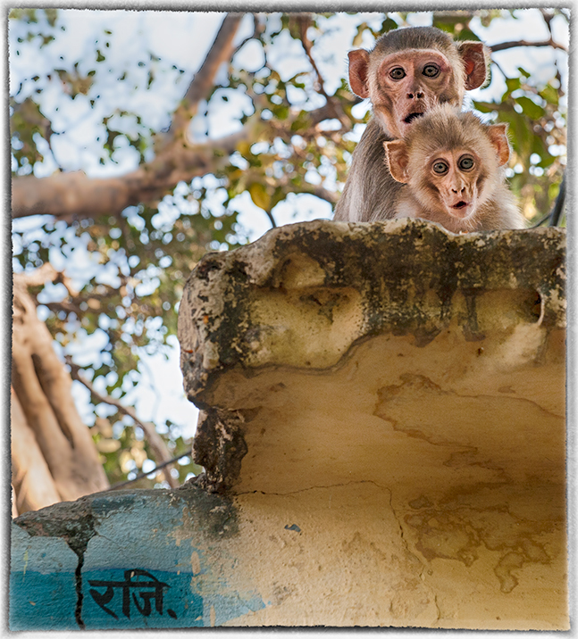 Monkeys, Varanasi, India 