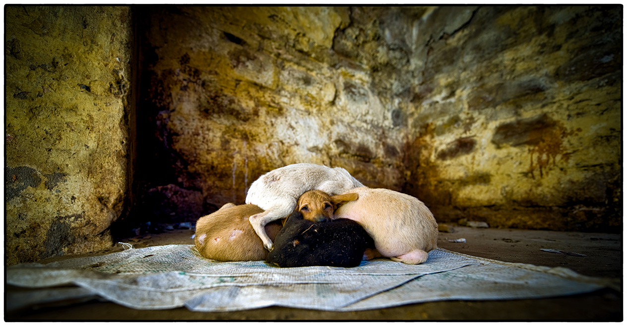 Puppies, Varanasi, India