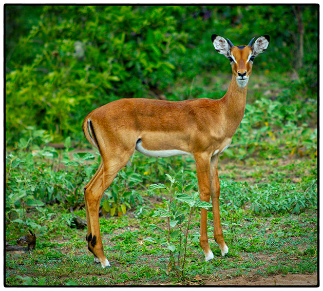 Impala, Tanzania