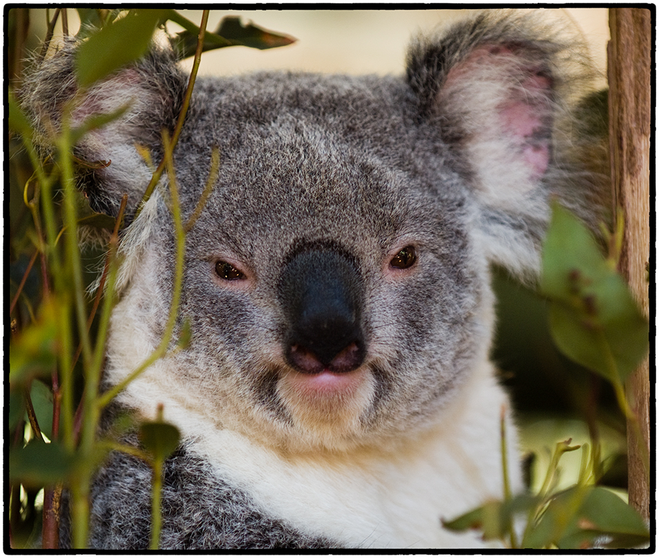 Koala, Brisbane, Australia, 