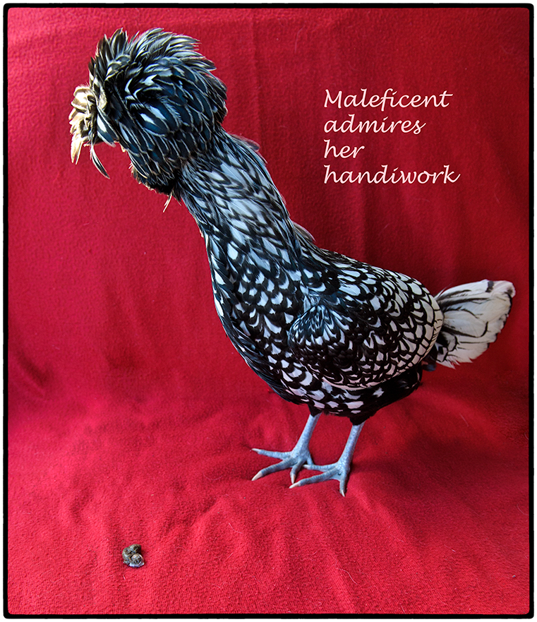 Maleficent the Chicken Admires Her Handiwork