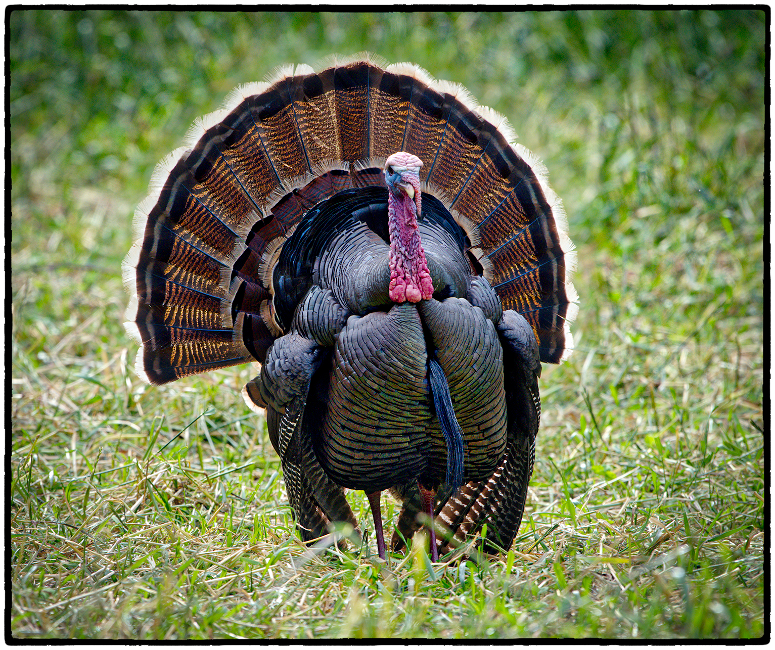 Turkey, Tilden Park, Berkeley