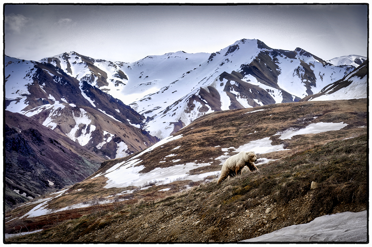 Grizzly Bear, Denali, Alaska