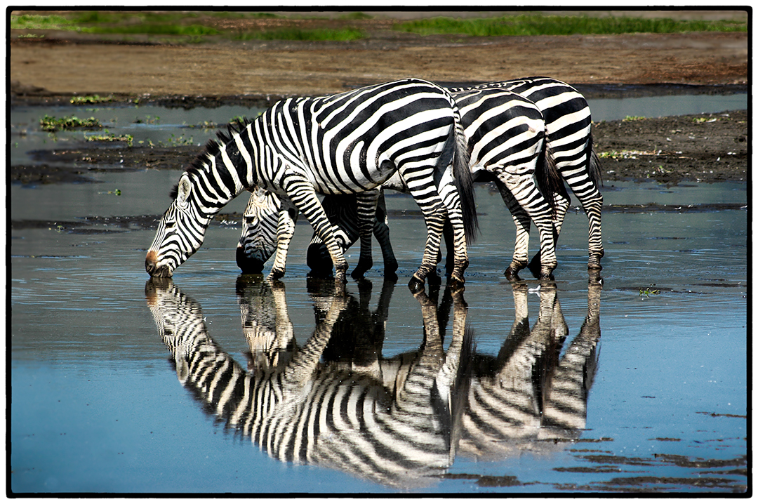 Zebras, Ngorongoro Crater, Tanzania