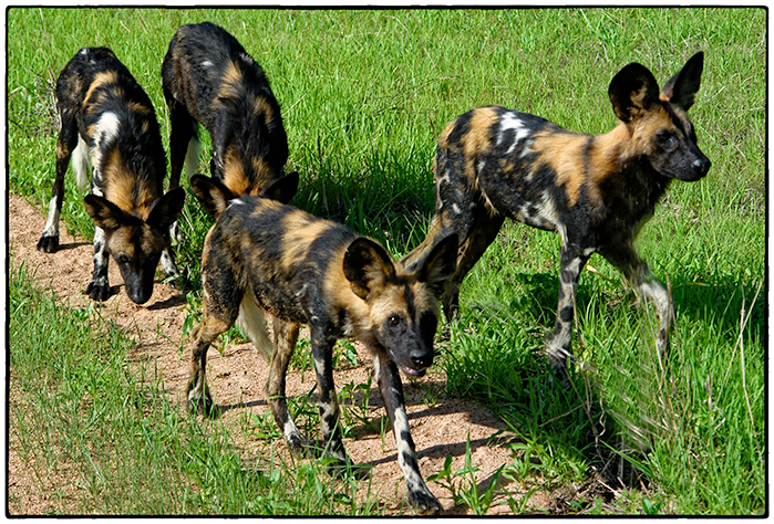 Wild Dogs, Tanzania