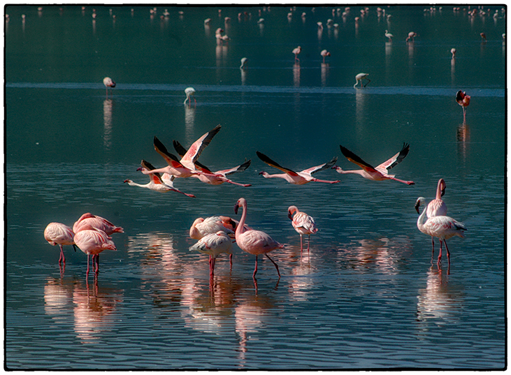 Flamingos, Ngorongoro Crater, Tanzania