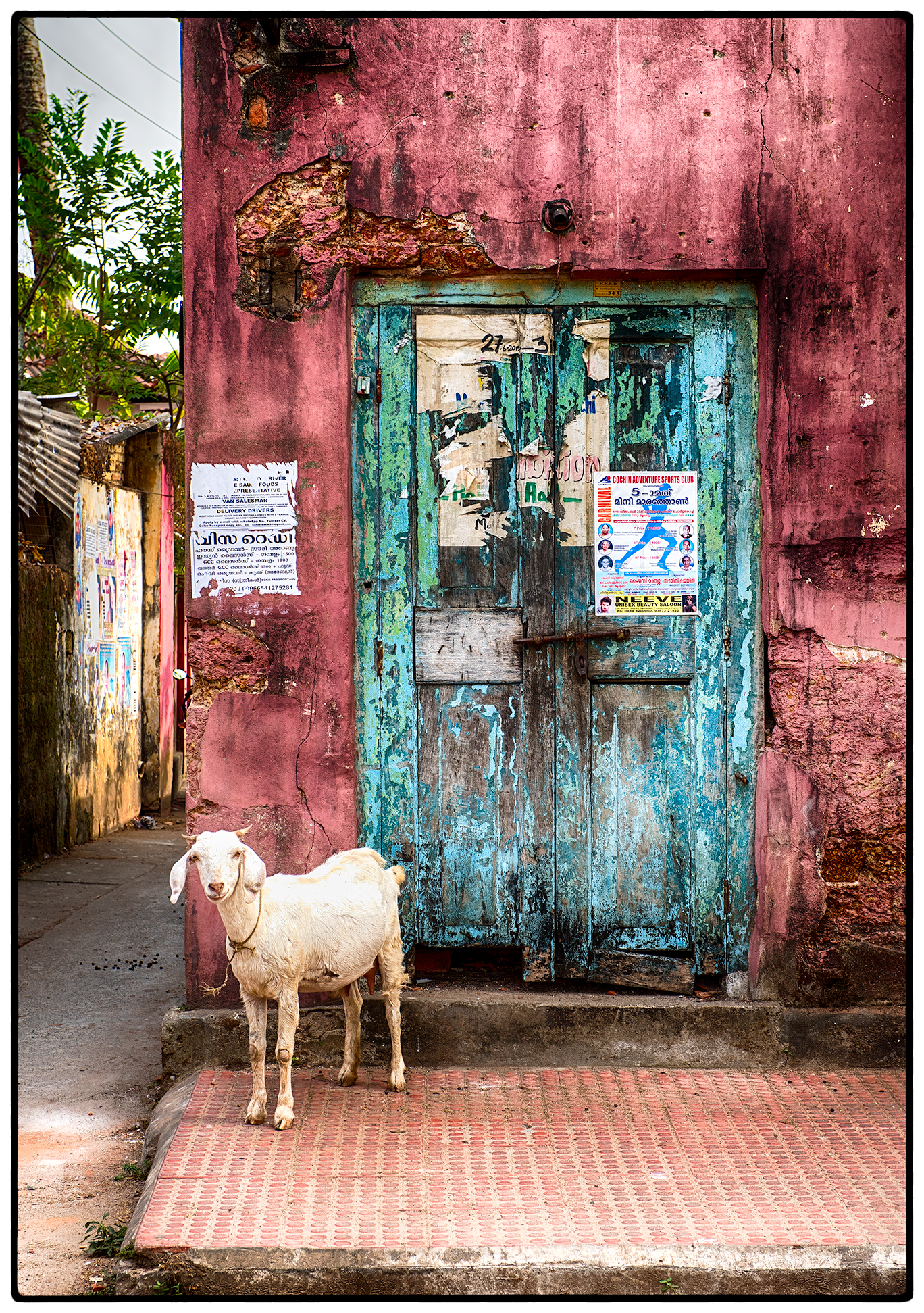 Goat, Cochin, India