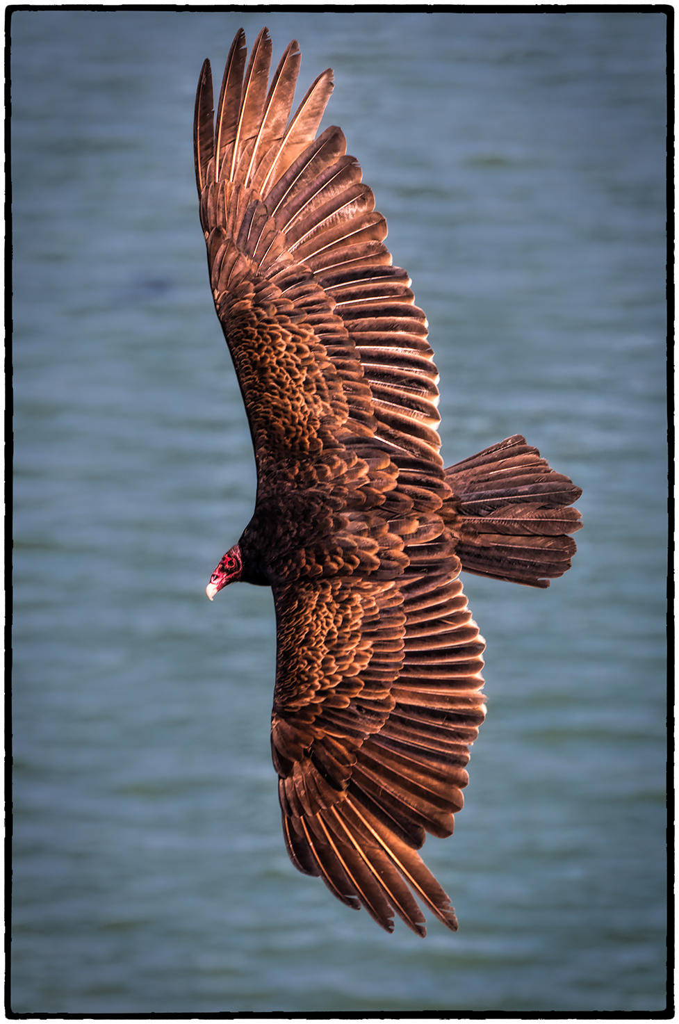 Turkey Vulture, Point Reyes, CA