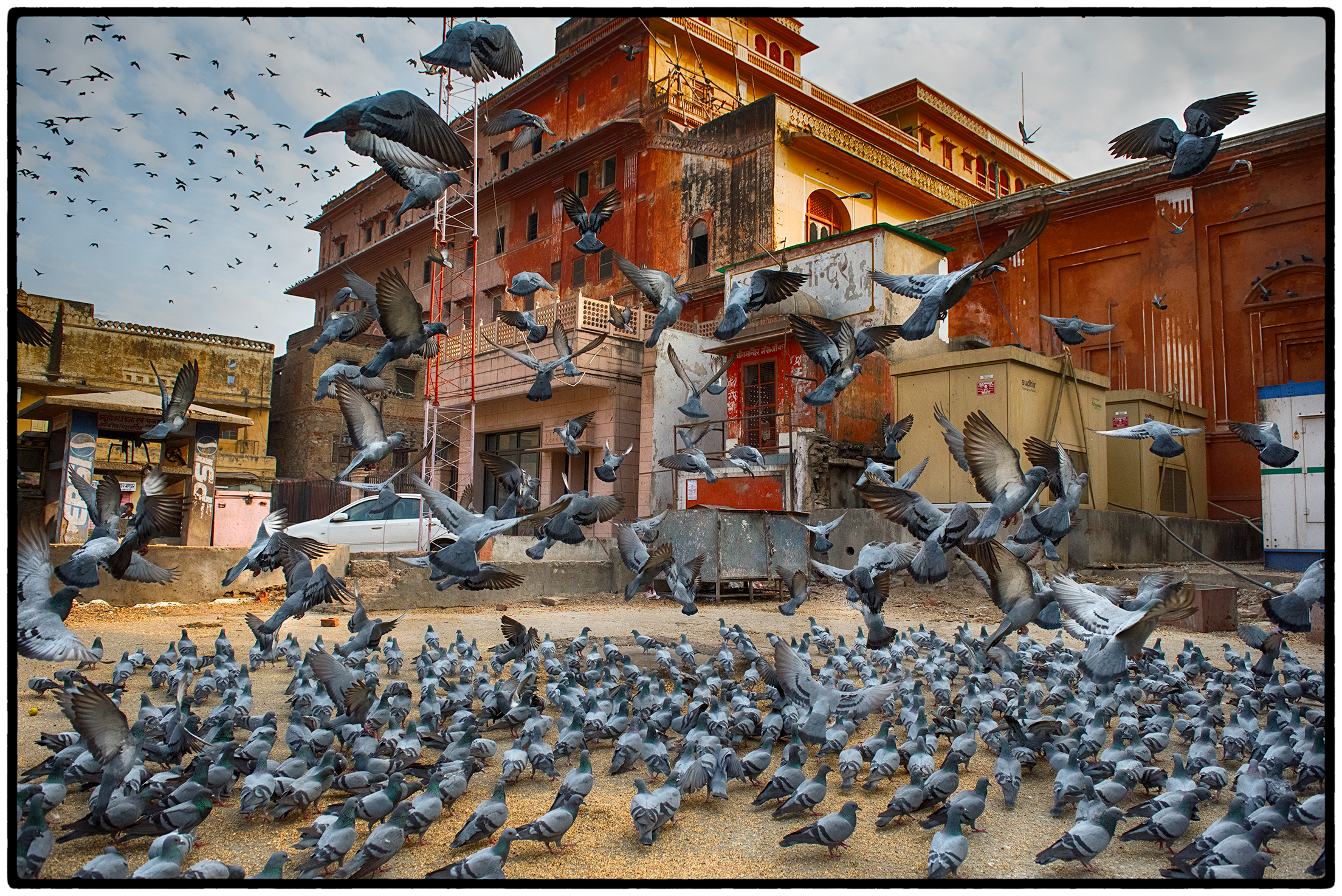 Pigeons, Rajasthan, India