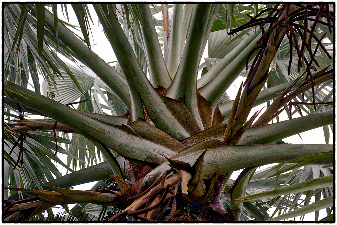 I have no idea what kind of tree this is, but standing on the ground and looking up afforded an unexpected pleasure.