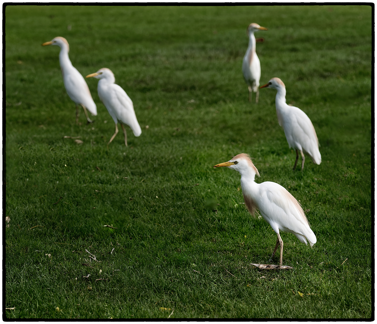 Egrets