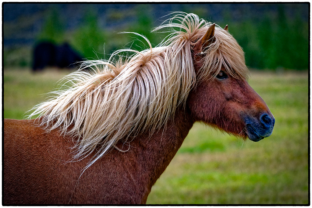Icelandic Horse