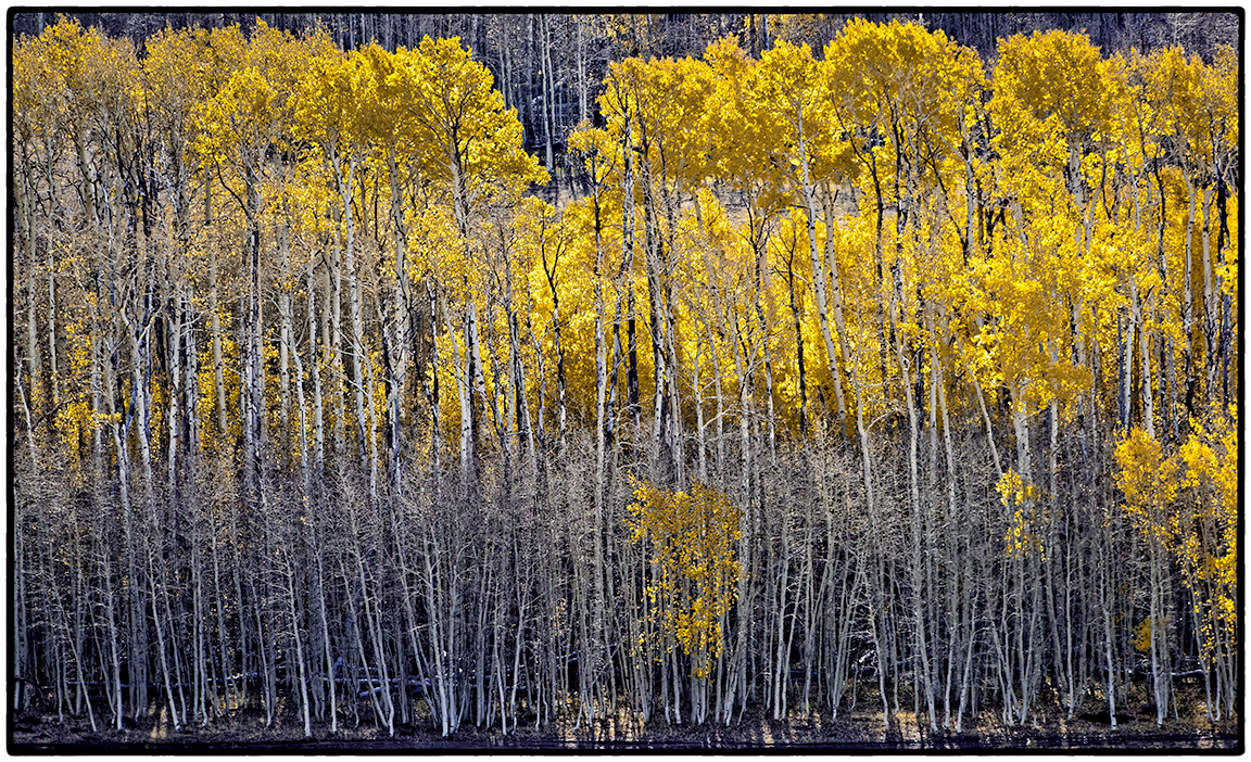 Aspens, Highway 12, Boulder Mountain, Utah