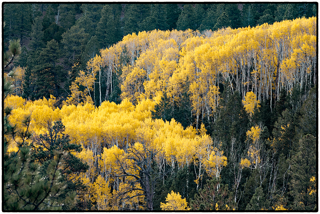 Aspens, Highway 12, Boulder Mountain, Utah