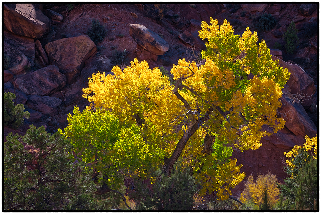 Cottonwood outside the Grand Wash, Capitol Reef National Park, Utah