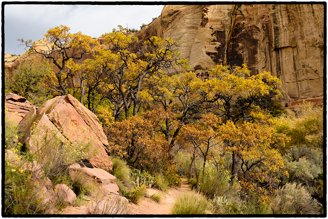   On the 3.75 mile trail to Lower Calf Creek Falls, Escalante National Monument, Utah           